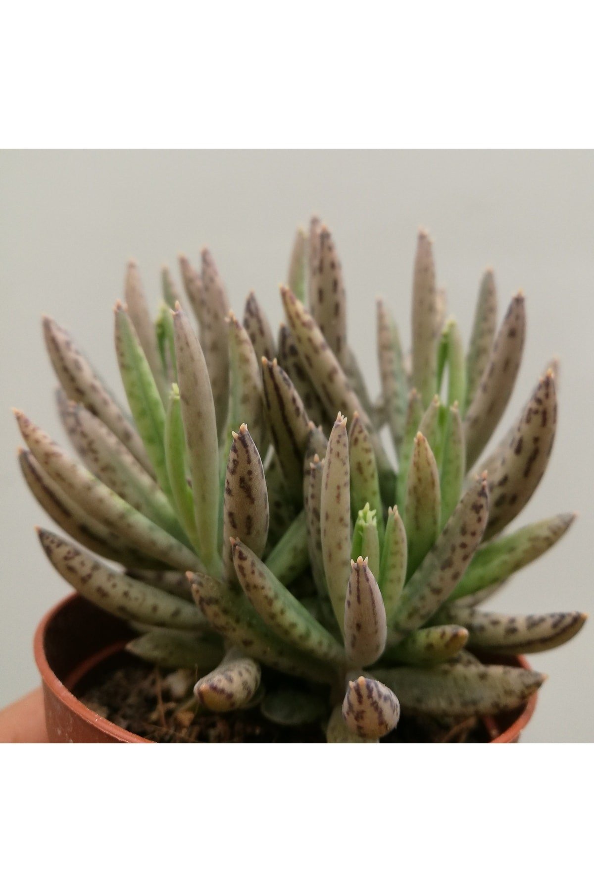 Kalanchoe Daigremontiana, Aşkın Gözyaşı Bitkisi Sukulent