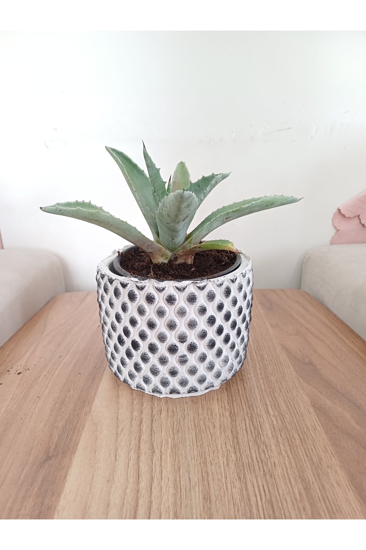 Kara taş saksıda agave amaricana amerikan sabır bitkisi