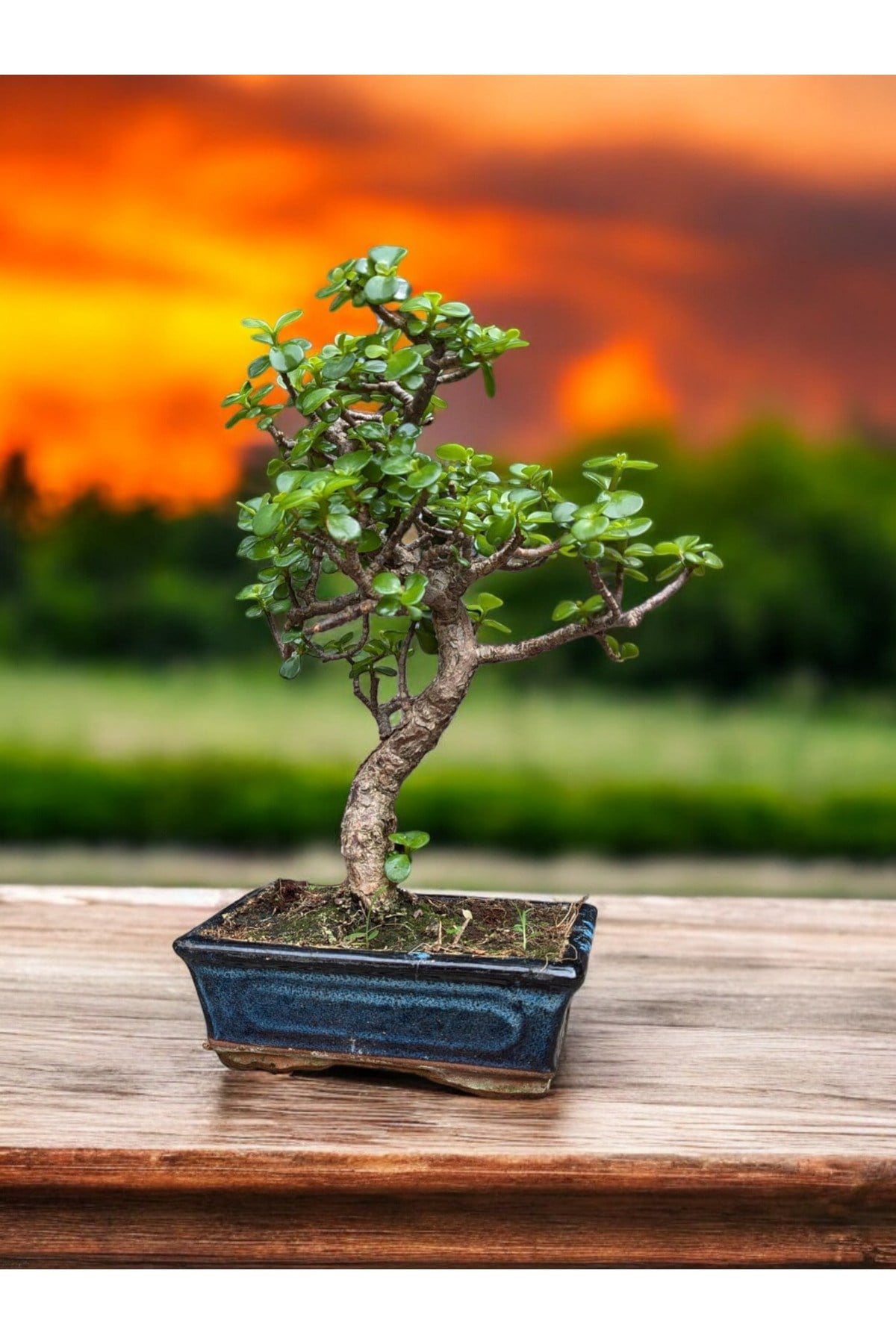 Kare Saksıda Bonsai Ağacı