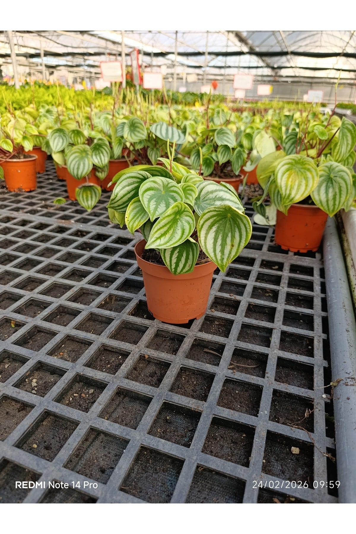 Karpuz Desenli Peperomia Watermelon Saksılı Canlı Bitki – Dekoratif Ev Ofis Bitkisi Umut bitkisi