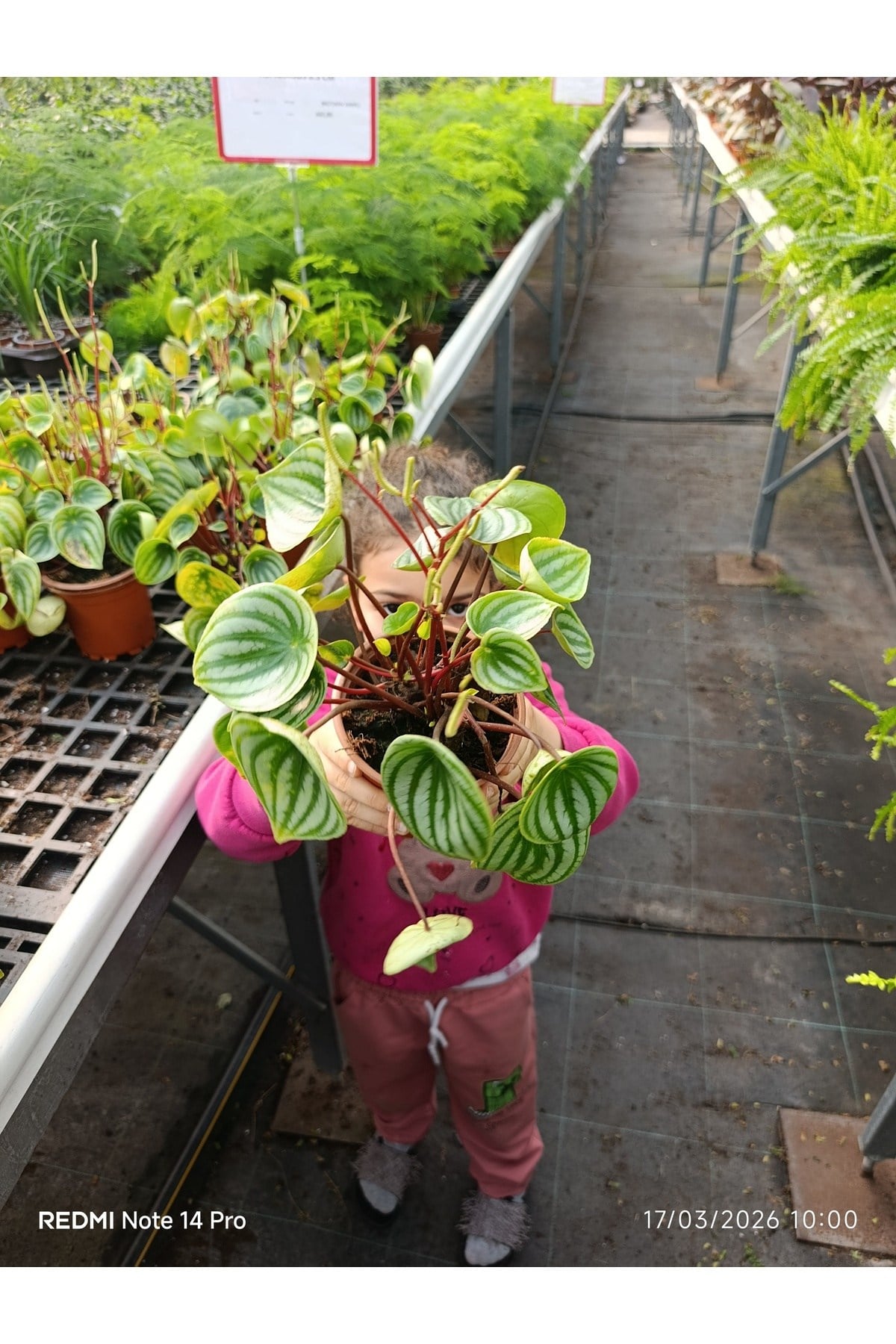 Karpuz Peperomia Canlı İç Mekan Bitkisi - Özel Gümüş Desenli Egzotik Salon Çiçeği