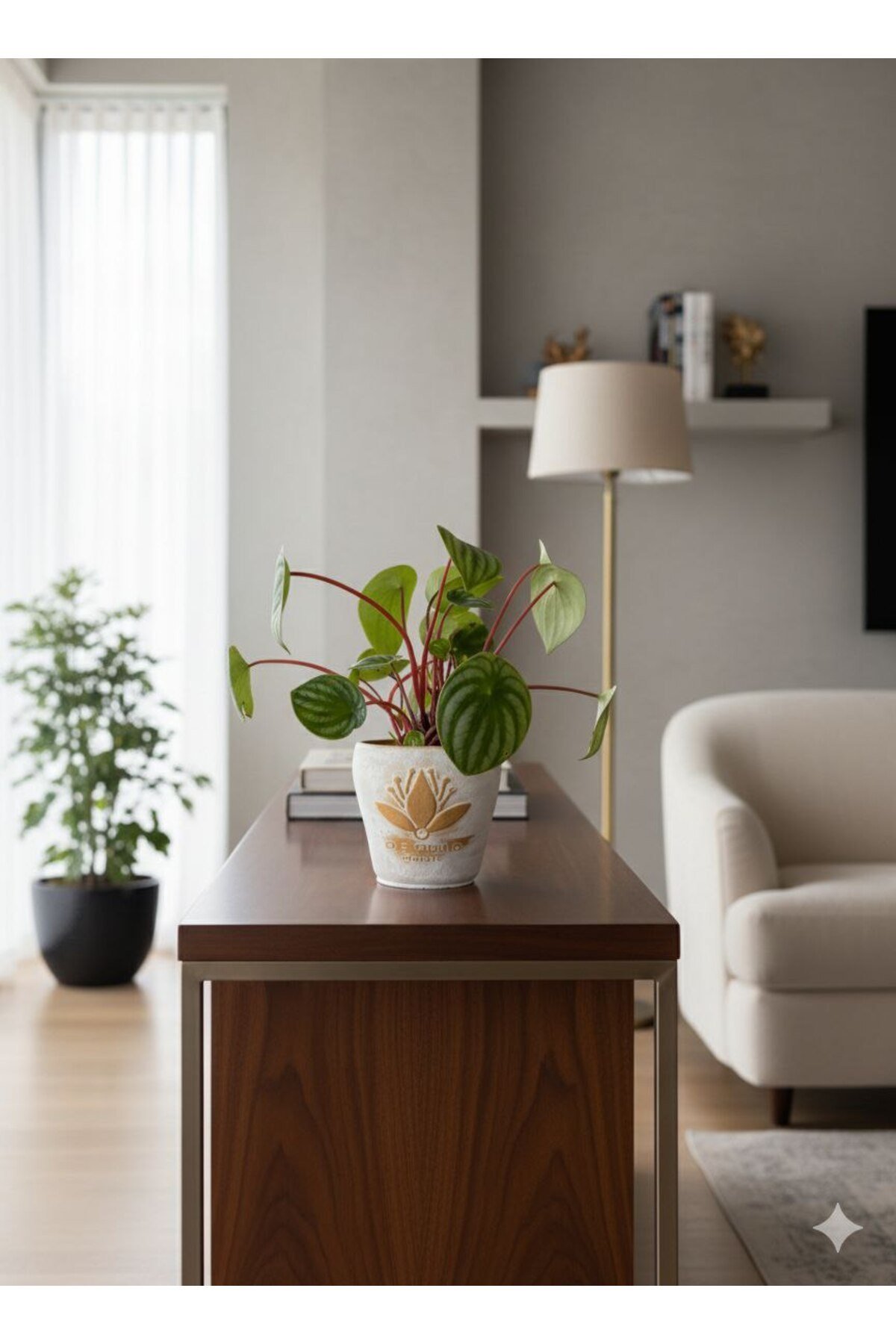 Karpuz Peperomia (Peperomia argyreia) - Dekoratif Taş Saksılı