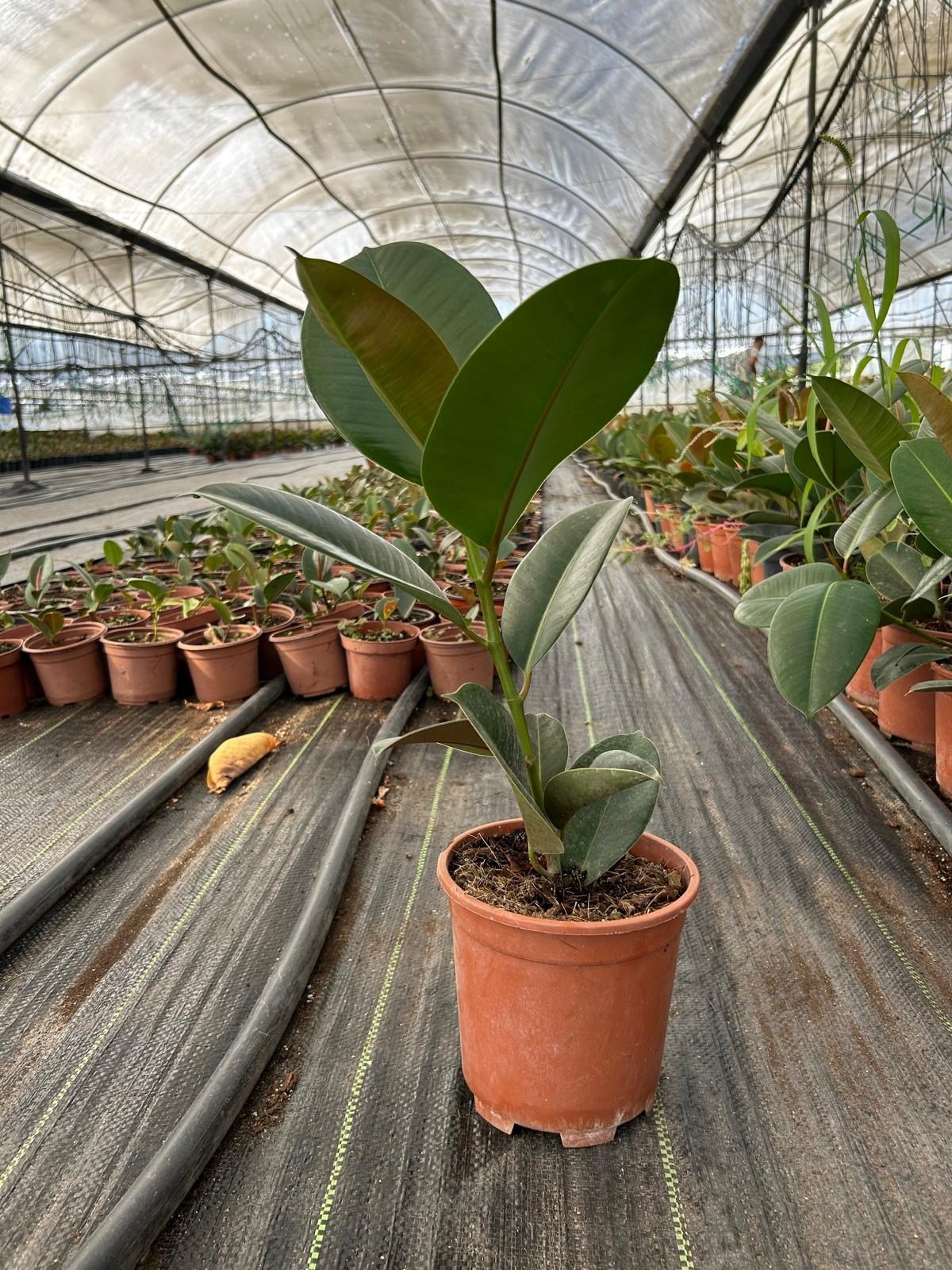 Kauçuk Bitkisi Ficus Elastica 40-60 cm Tek Kök Canlı Salon ve Ofis Bitkisi