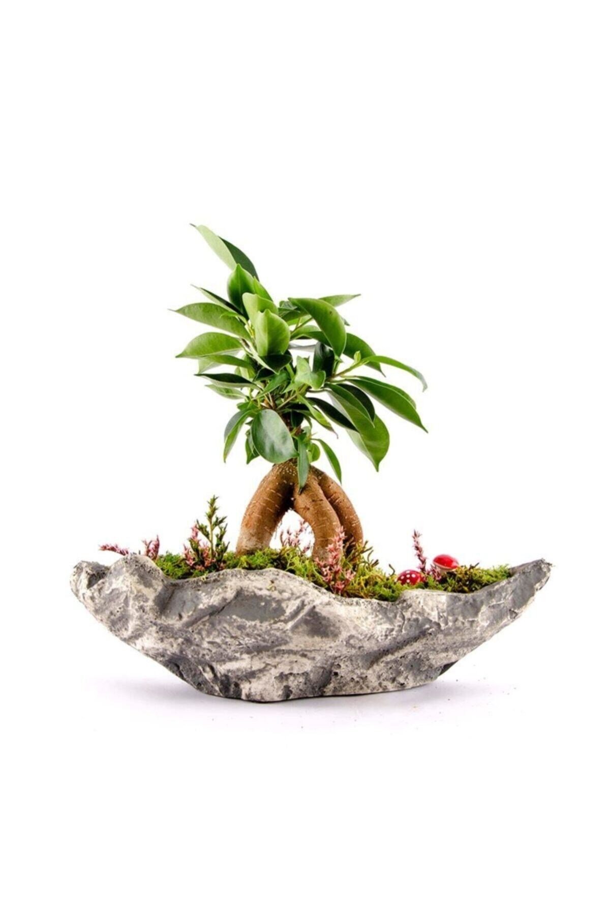 Kaya Saksıda Bonsai