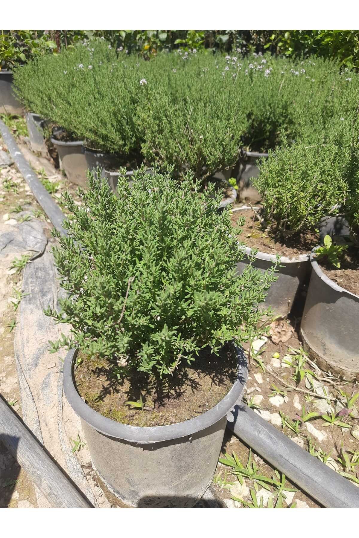 Kekik Bitkisi – Canlı Saksılı Aromatik Fide 10-20cm (Yenilebilir / Baharatlık / Balkon İçin Uygun)