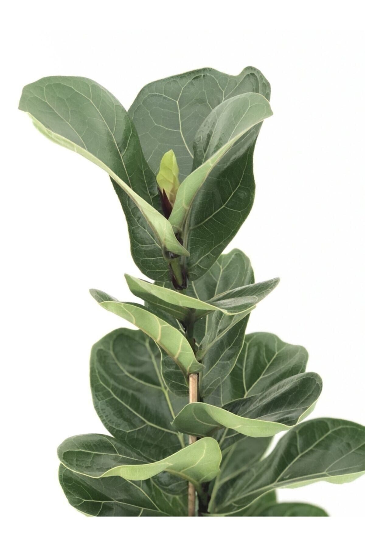 Keman Yapraklı Kauçuk (ficus Lyrata)