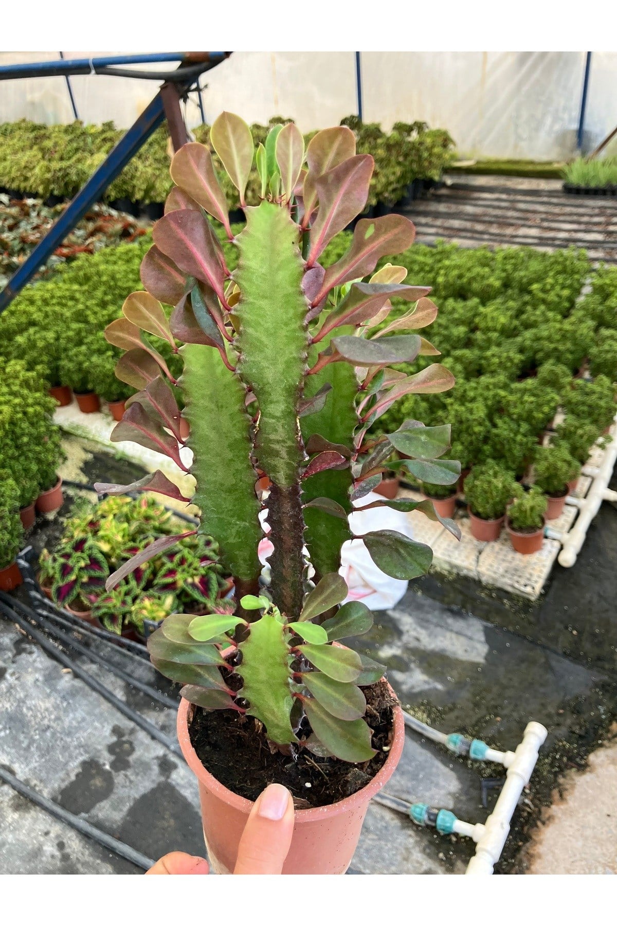 Kırmızı Afrika Süt Ağacı (Euphorbia trigona ‘Rubra’)