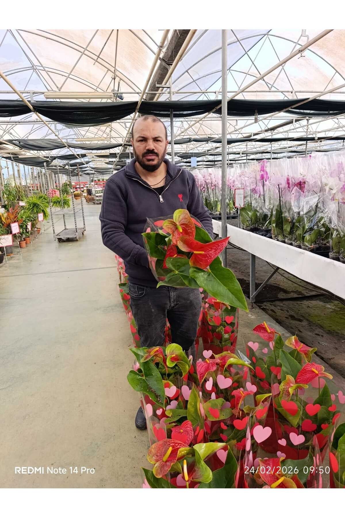 Kırmızı Antoryum Canlı Çiçek – Hediyelik Salon Bitkisi Kalp Yapraklı Anthurium Saksılı