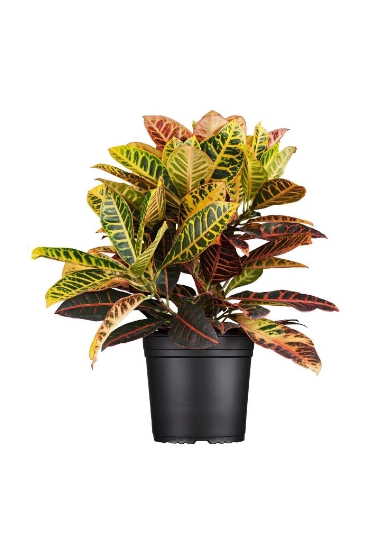 Kraton Bitkisi 40-50 Cm (croton Petra)