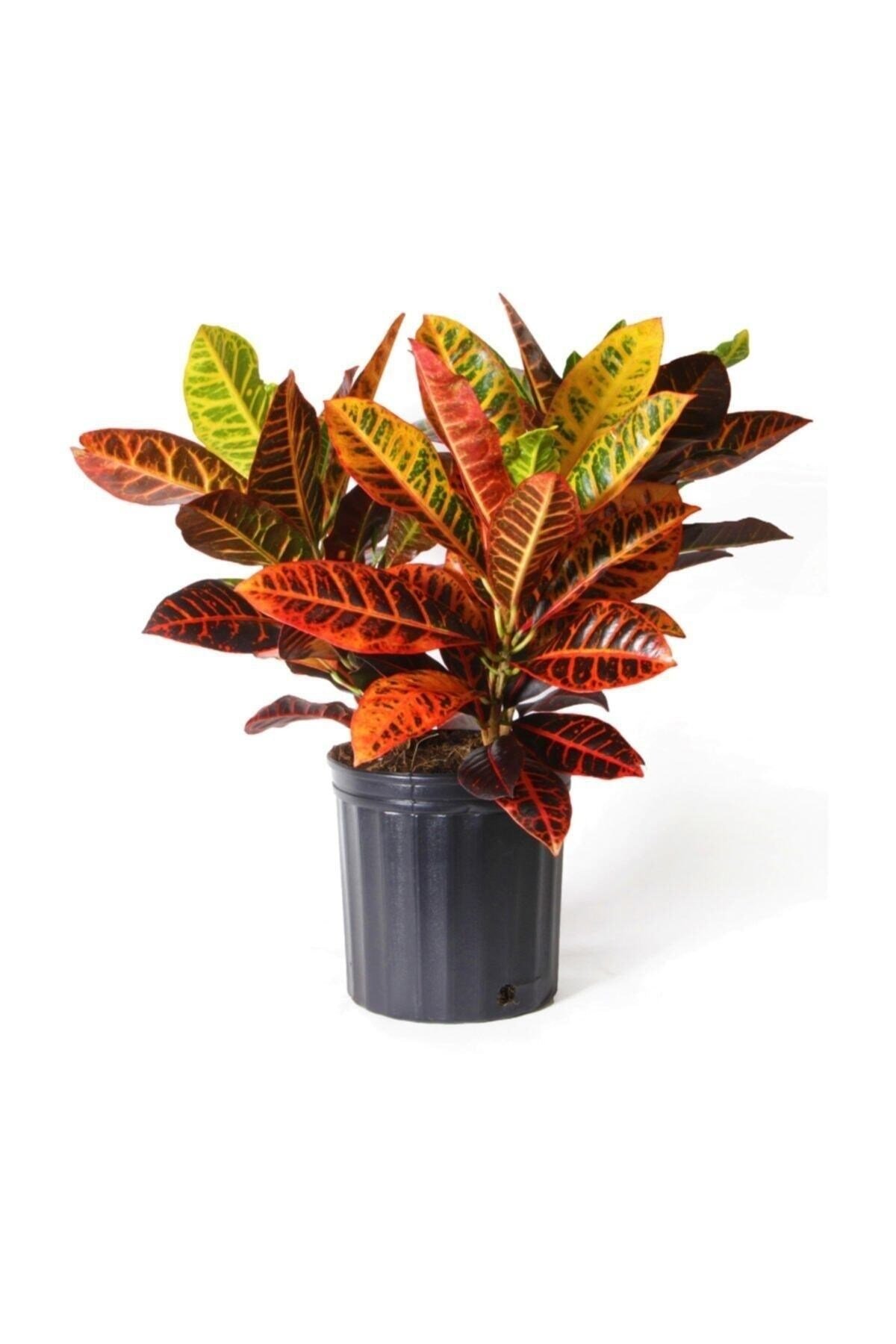 Kraton Bitkisi 60 cm Boy Croton Petra 17 cm Saksı Çapı Kroton Ev Bitkisi Ofis Bitkisi Salon Bitkisi