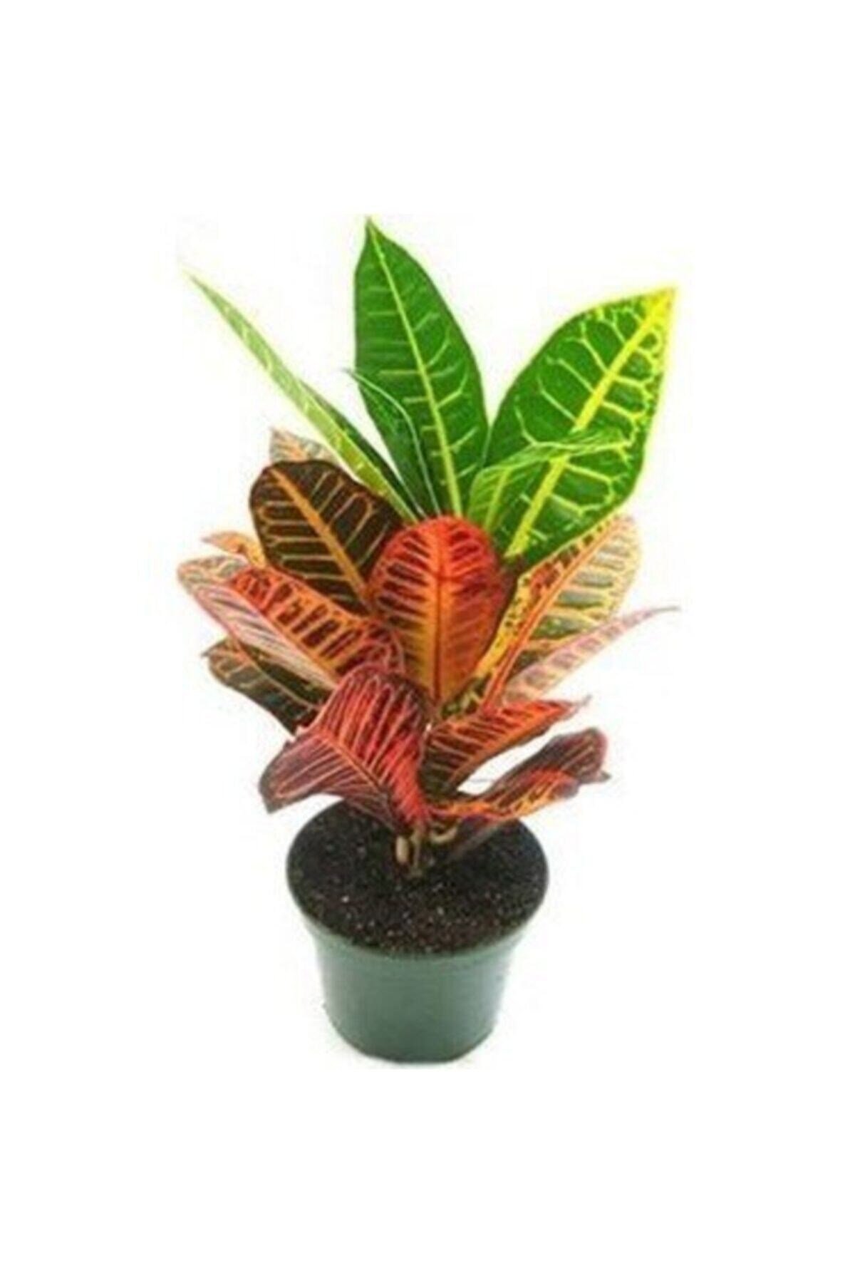 Kraton Bitkisi Croton Petra 45-50 Cm