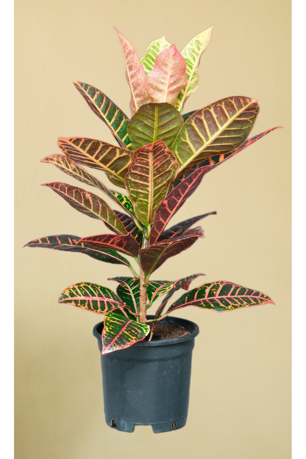 Kraton Bitkisi - Croton Petra - 50 60 cm