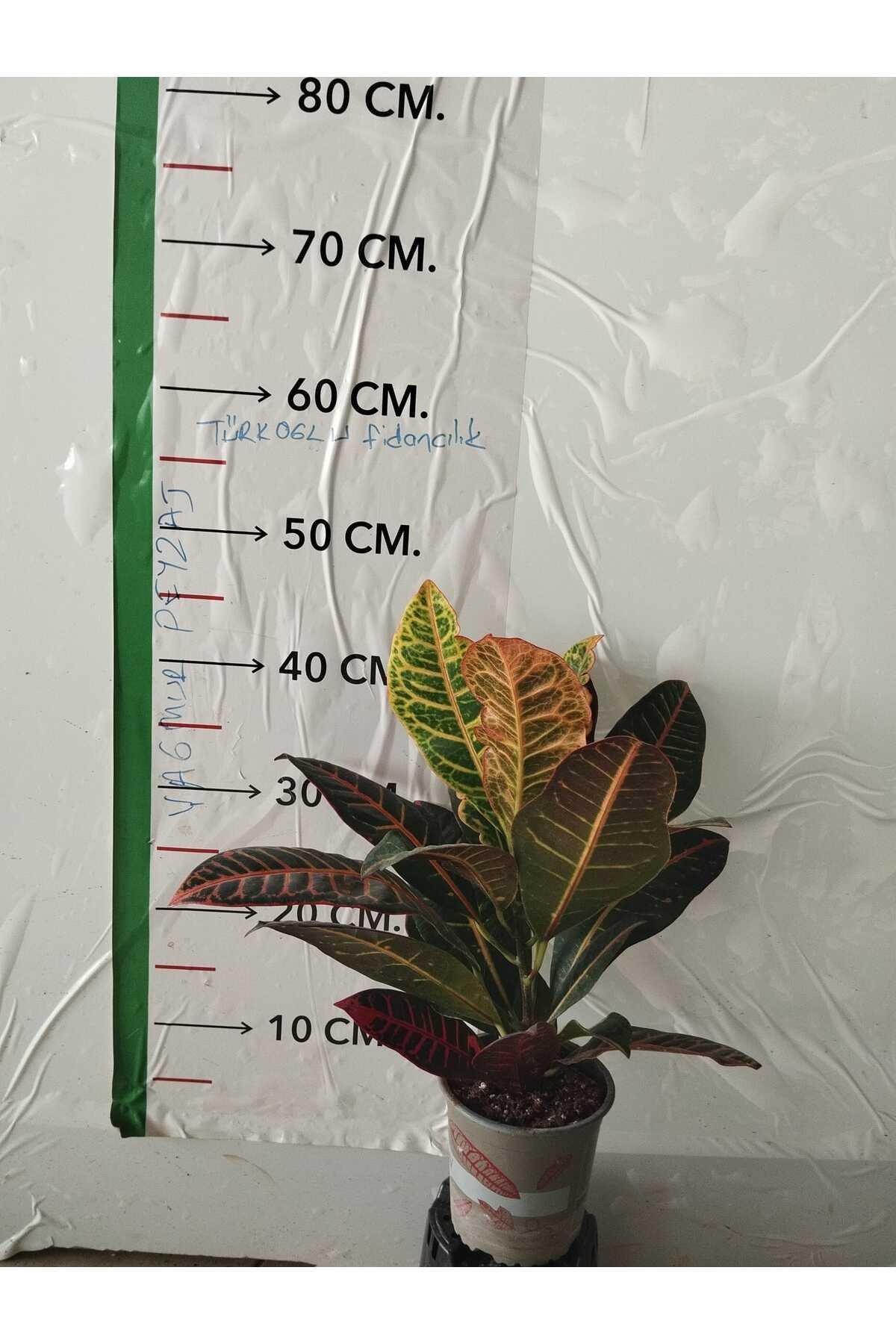 Kroton Bitkisi - Large (Kraton - Croton Petra)