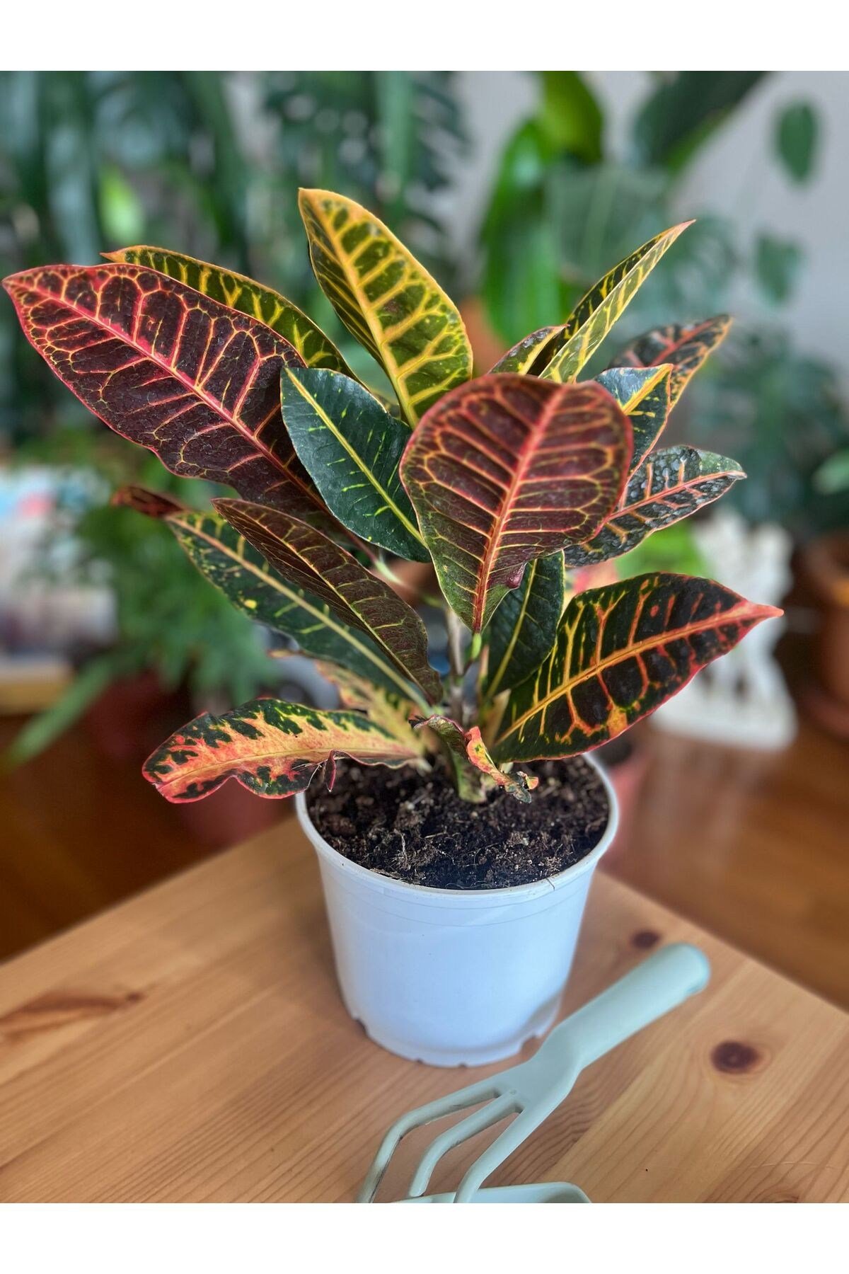 Kroton-Croton Petra