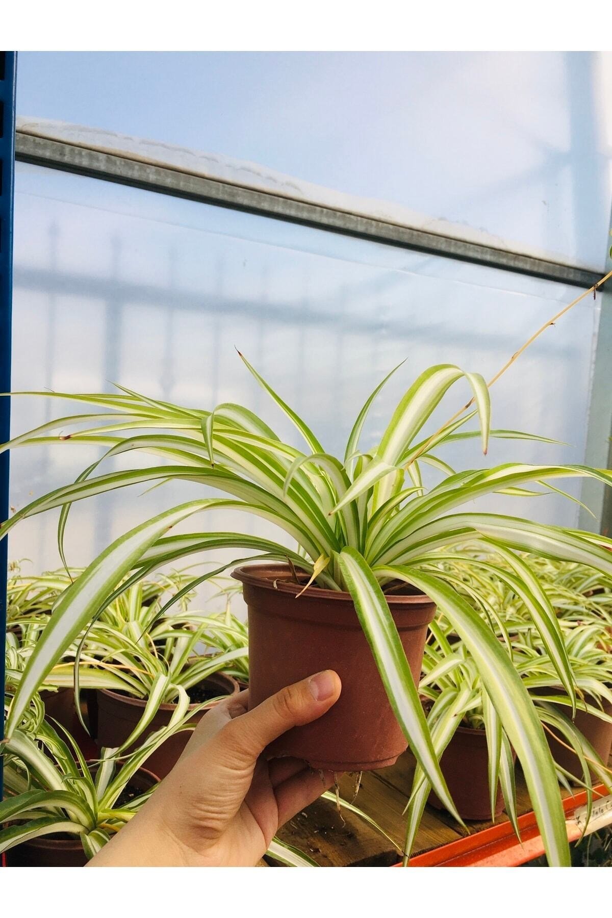 Kurdele Çiçeği 2 Adet Chlorophytum Comosum Kurdela Çiçeği Salon Ofis Bitkisi Iç Mekan Süs Bitkisi