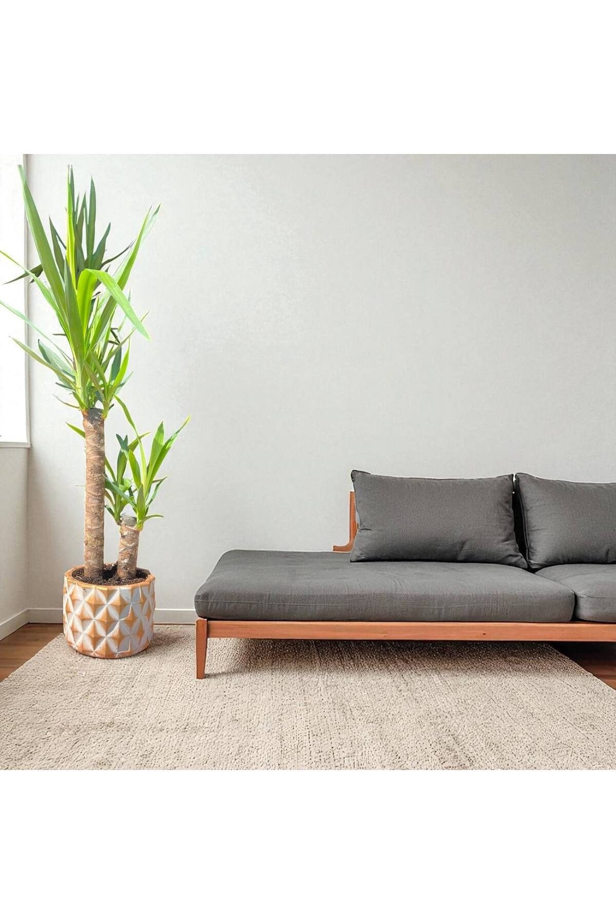 KUTUP YILDIZI TEMALI TAŞ SAKSI DA ÇİFT GÖVDELİ YUCCA - YUKA BİTKİSİ 110-120 CM