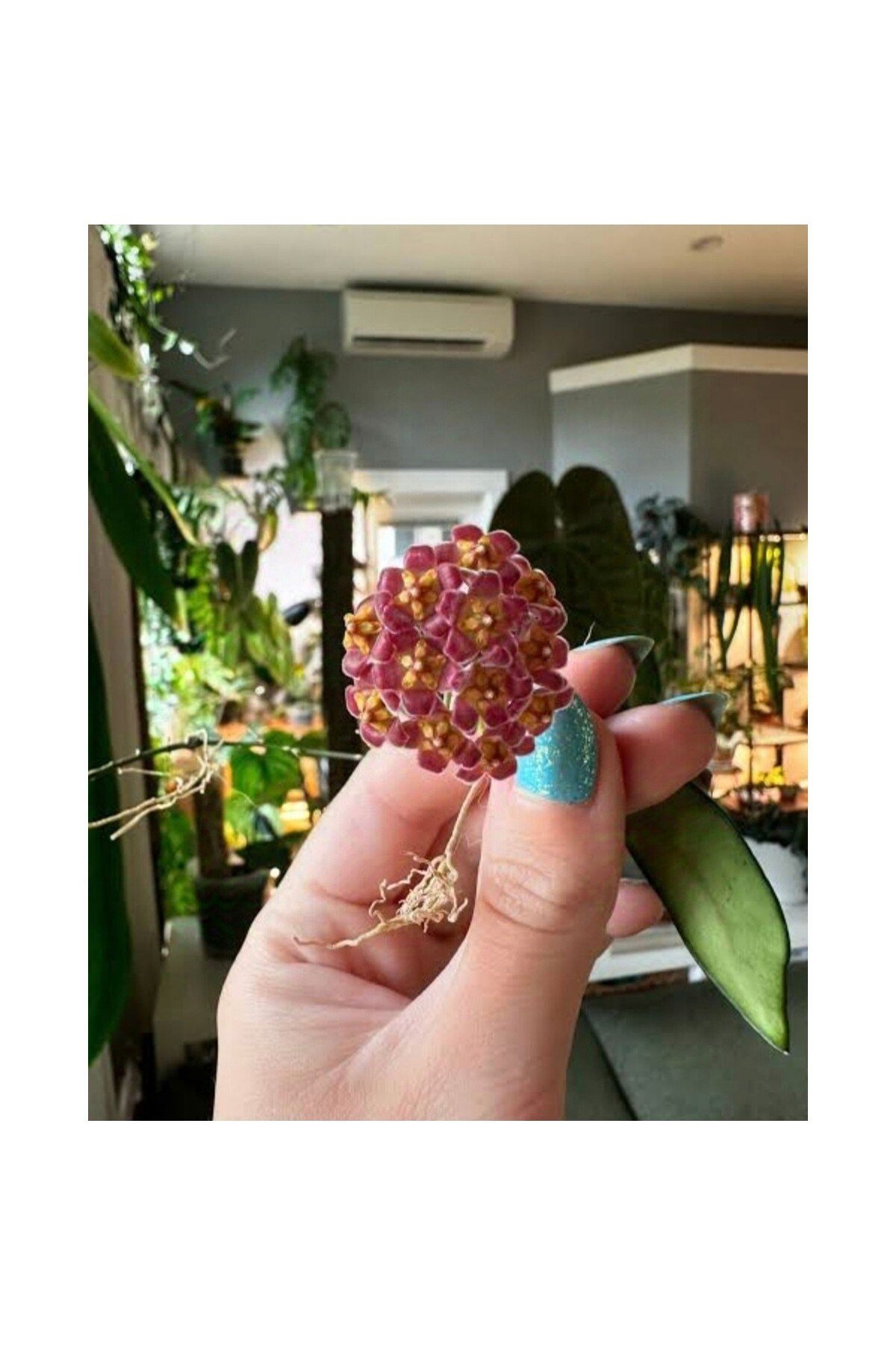 Lila Sarı Renk Çiçek Açan Mum Çiçeği Fidanı 10-20 cm