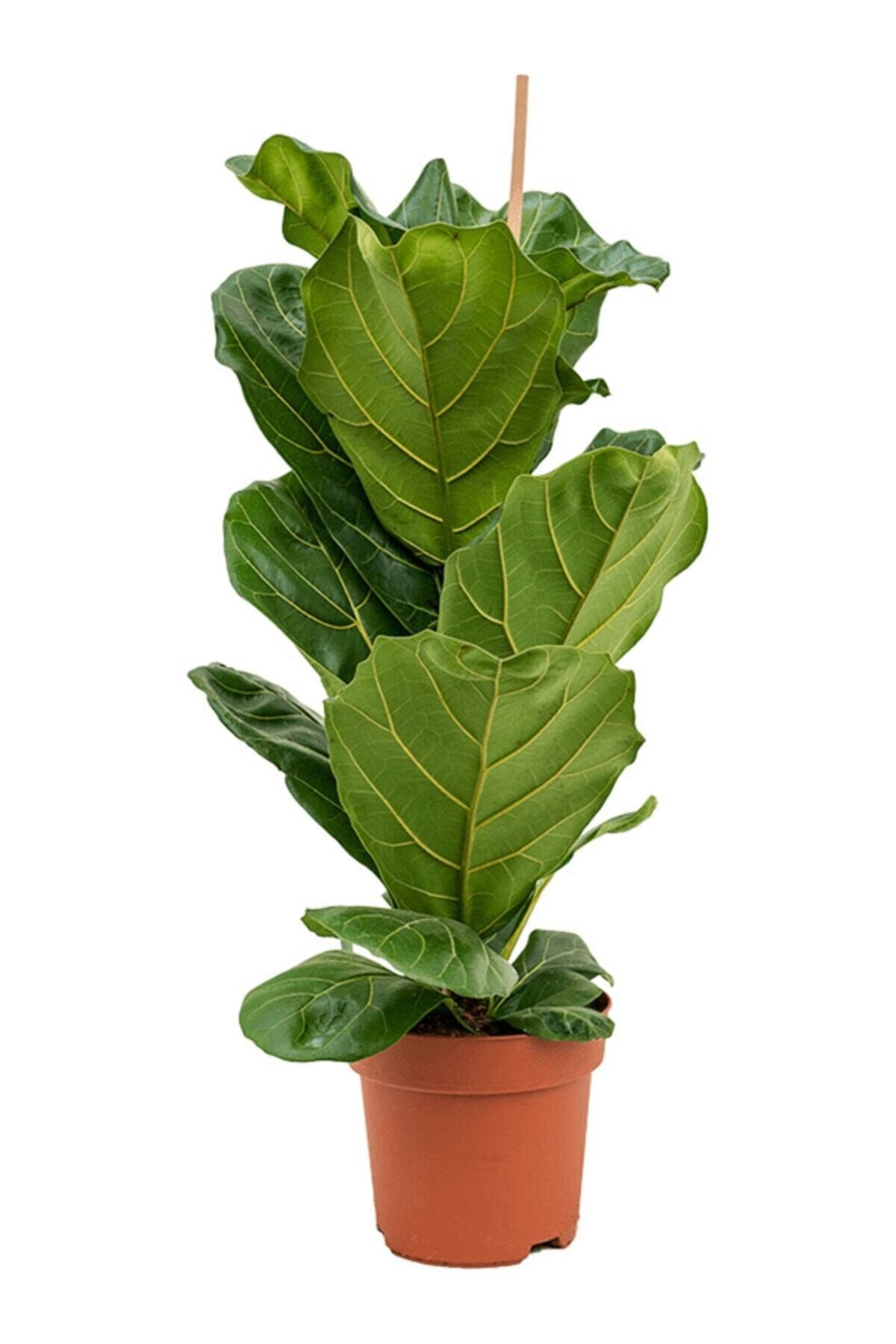 Lyrata (orta Boy) 55-60cm