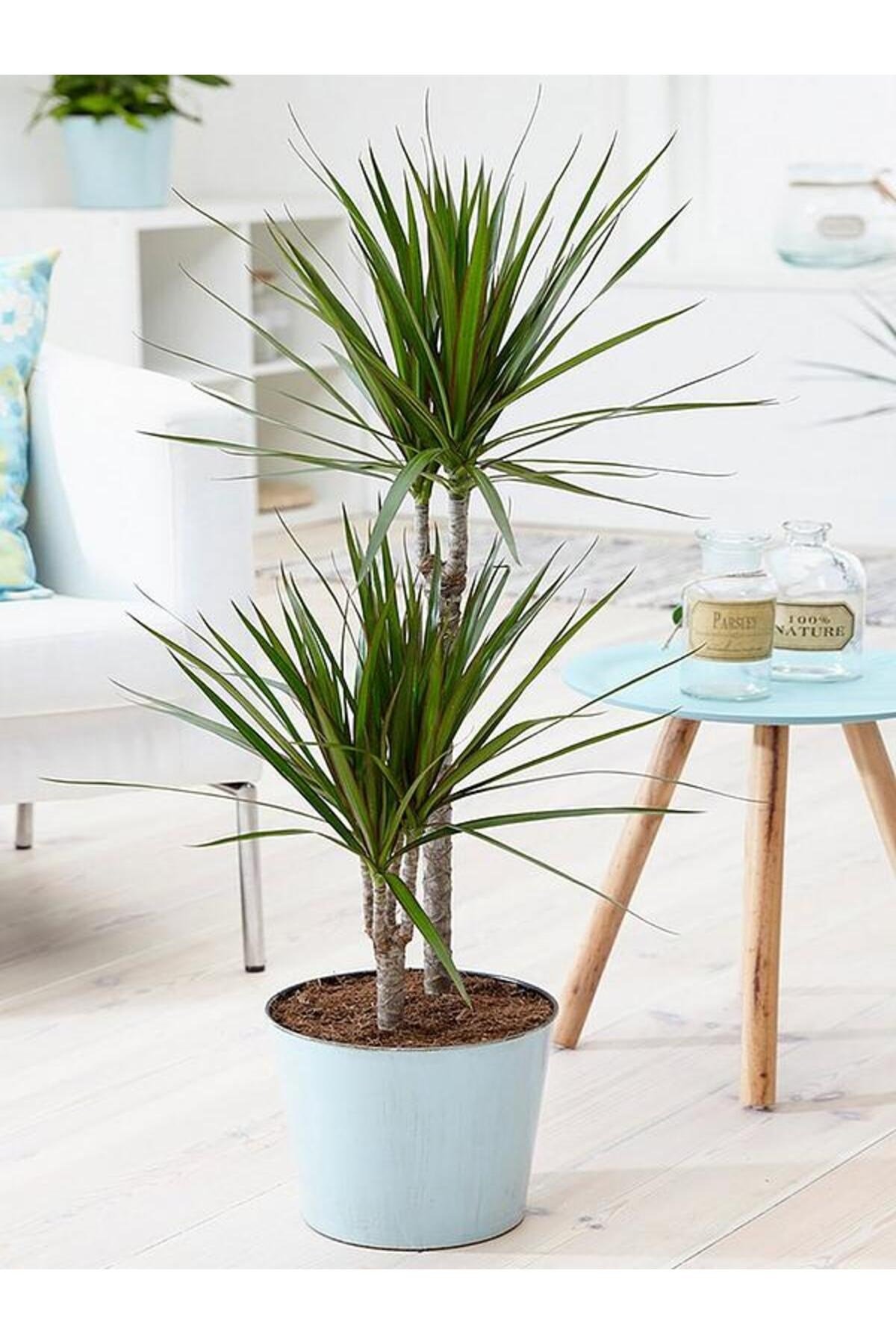 Madagaskar Dragon Ağacı – Dracaena Marginata 2 Gövdeli Yeşil