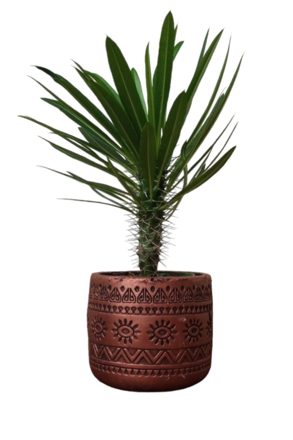 Madagaskar palmiyesi dekoratif taş saksıda 30-35 cm