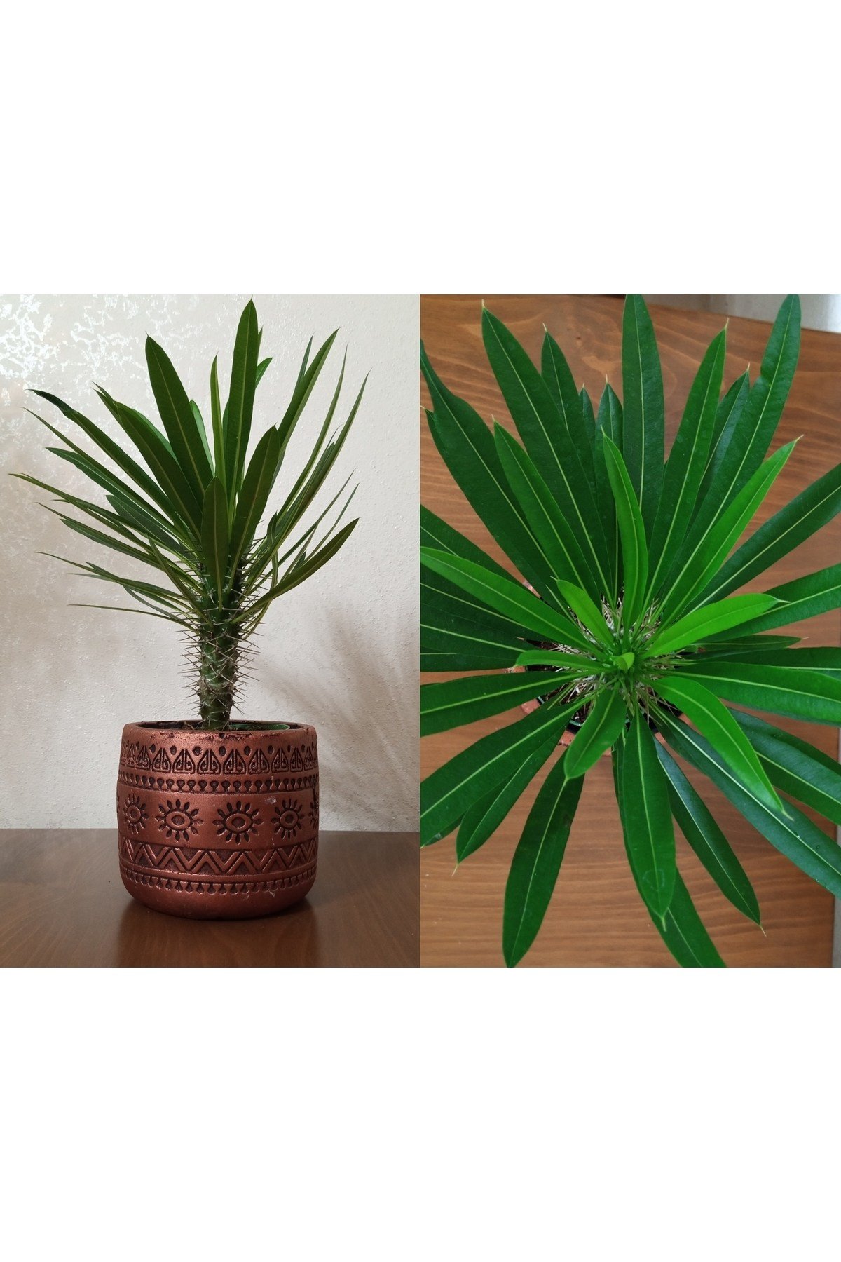 Madagaskar palmiyesi dekoratif taş saksıda 30-35 cm