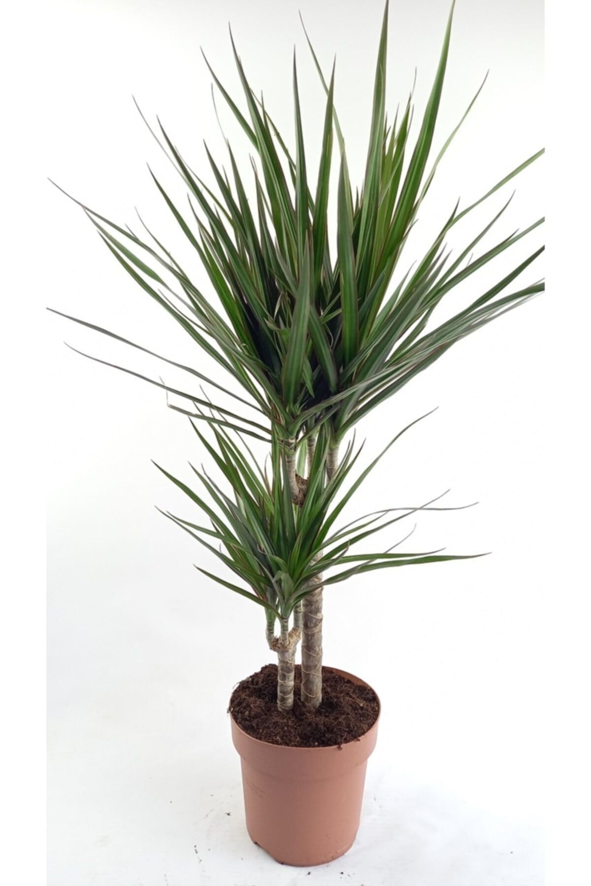 Marginata 2 Köklü
