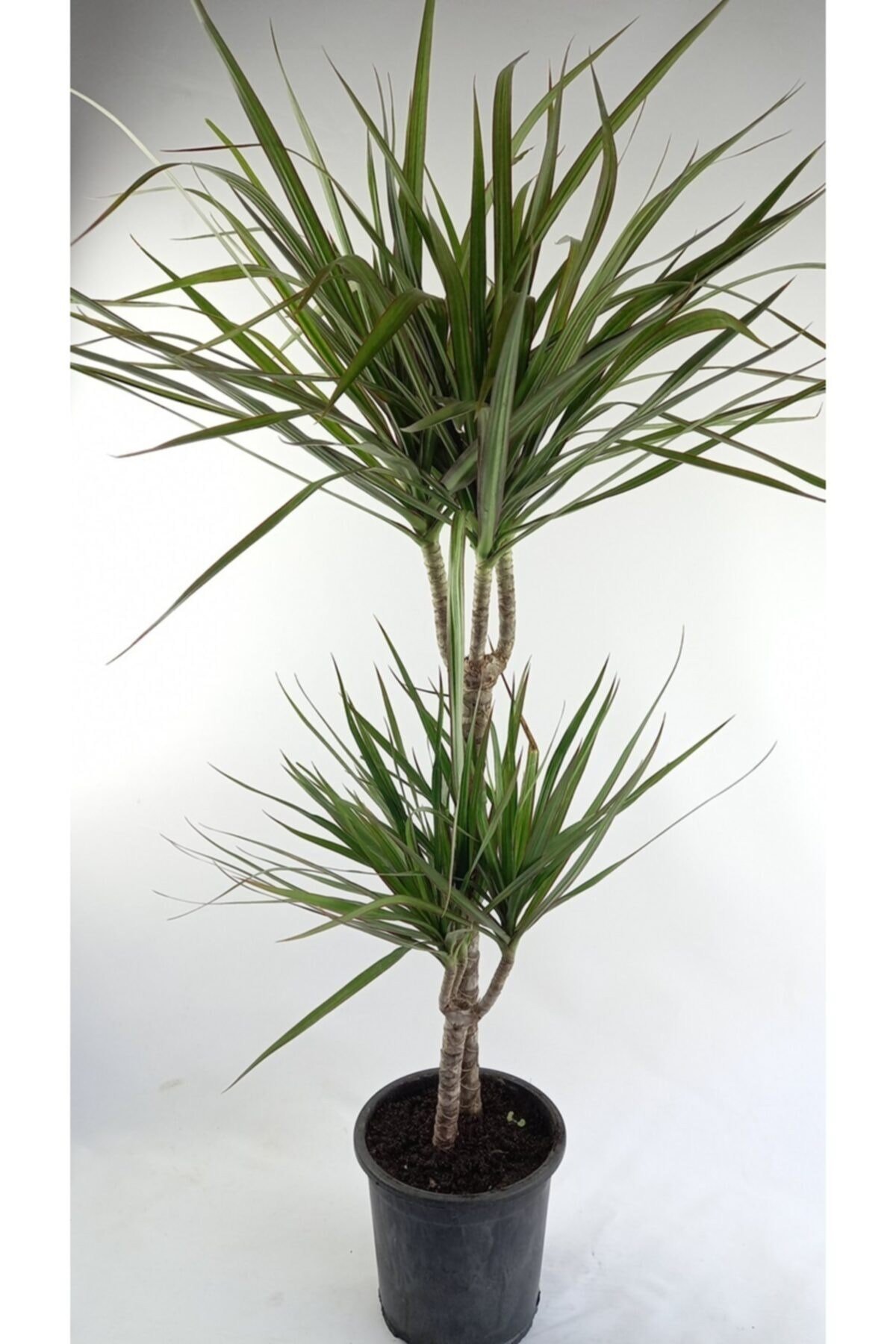 Marginata 2 Köklü Uzun