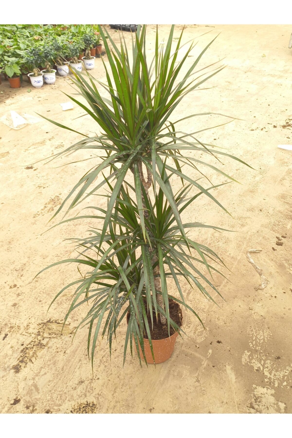 Marginata 3 Gövdeli Saksıda Canlı