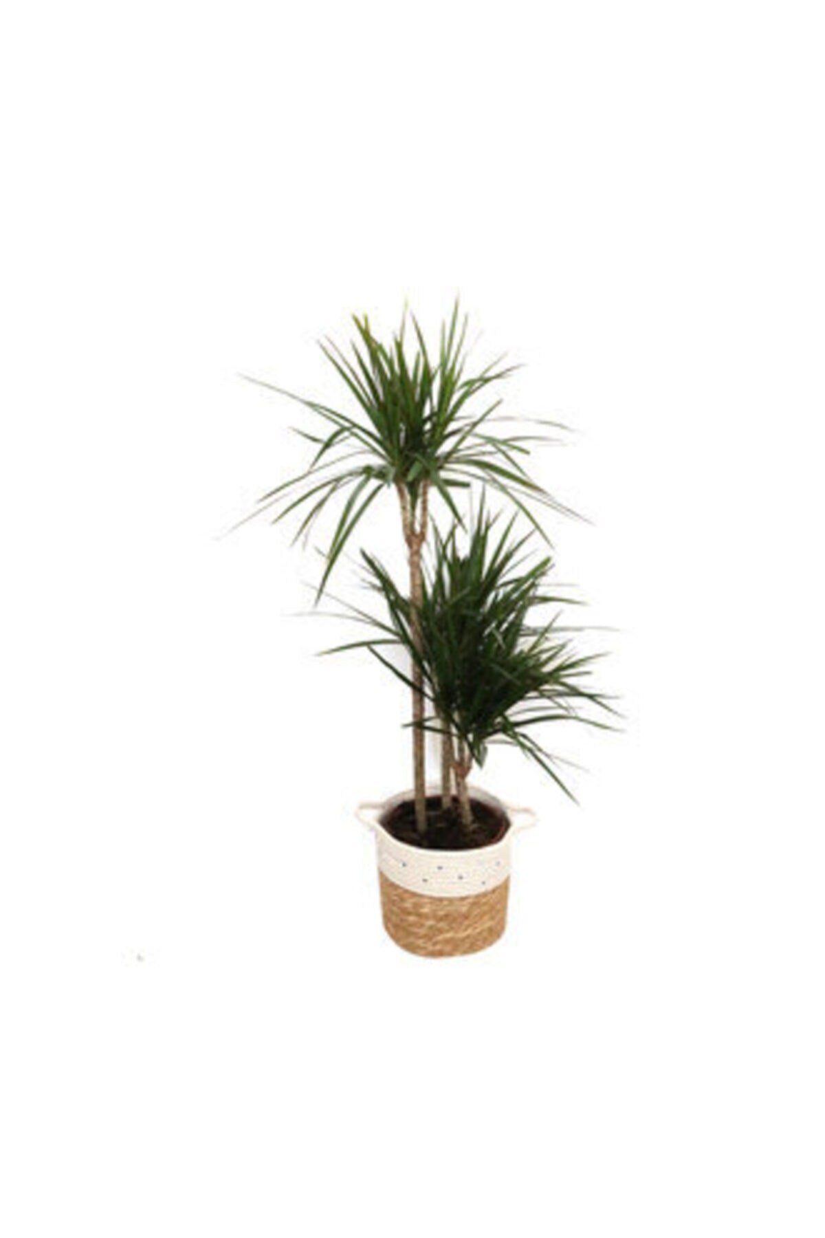 Marginata 3'lü Hasır Saksı