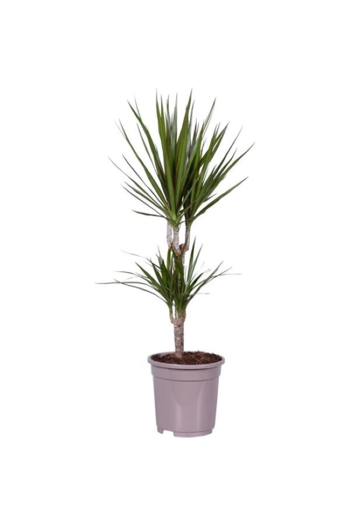 Marginata Bitkisi 2 Gövdeli Ev Ofis Salon Bitkisi