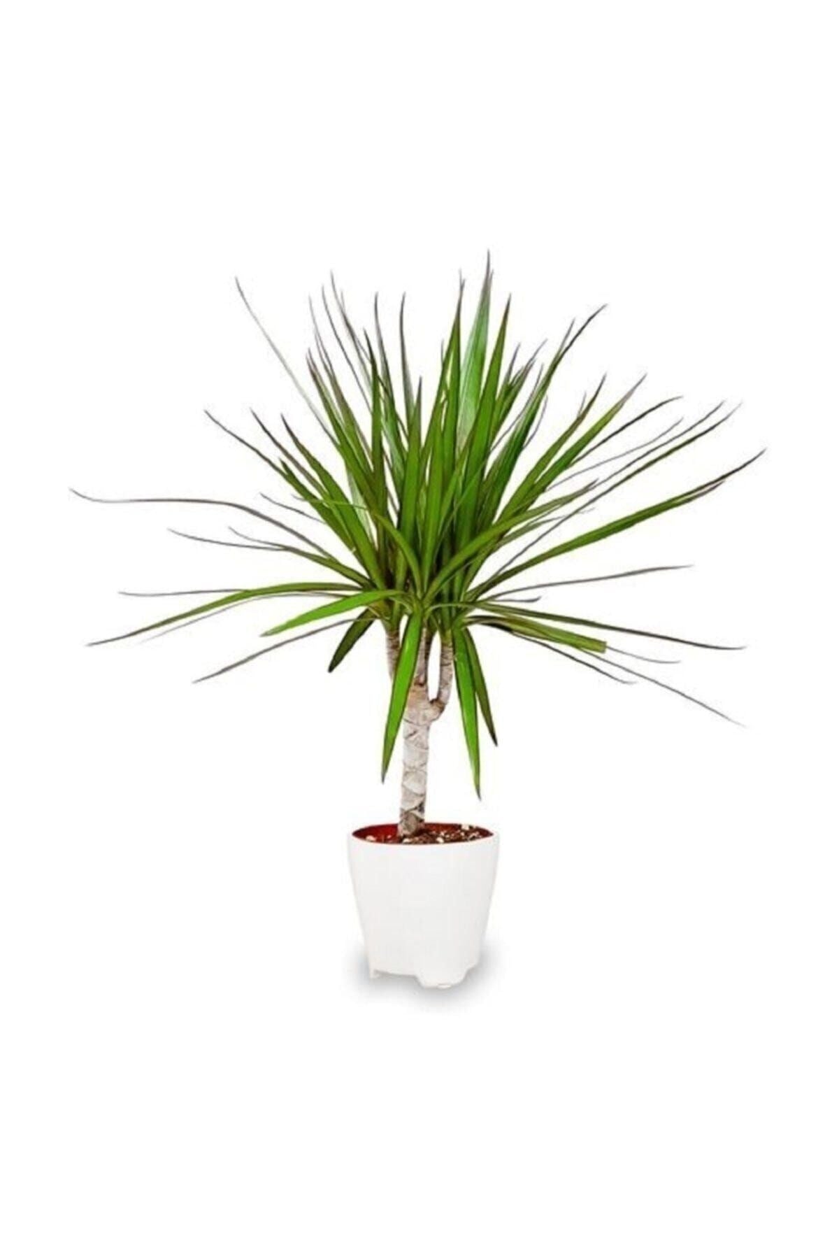Marginata Dracaena Tek Gövde 30 Cm Ev Bitkisi Salon Ofis Bitkisi