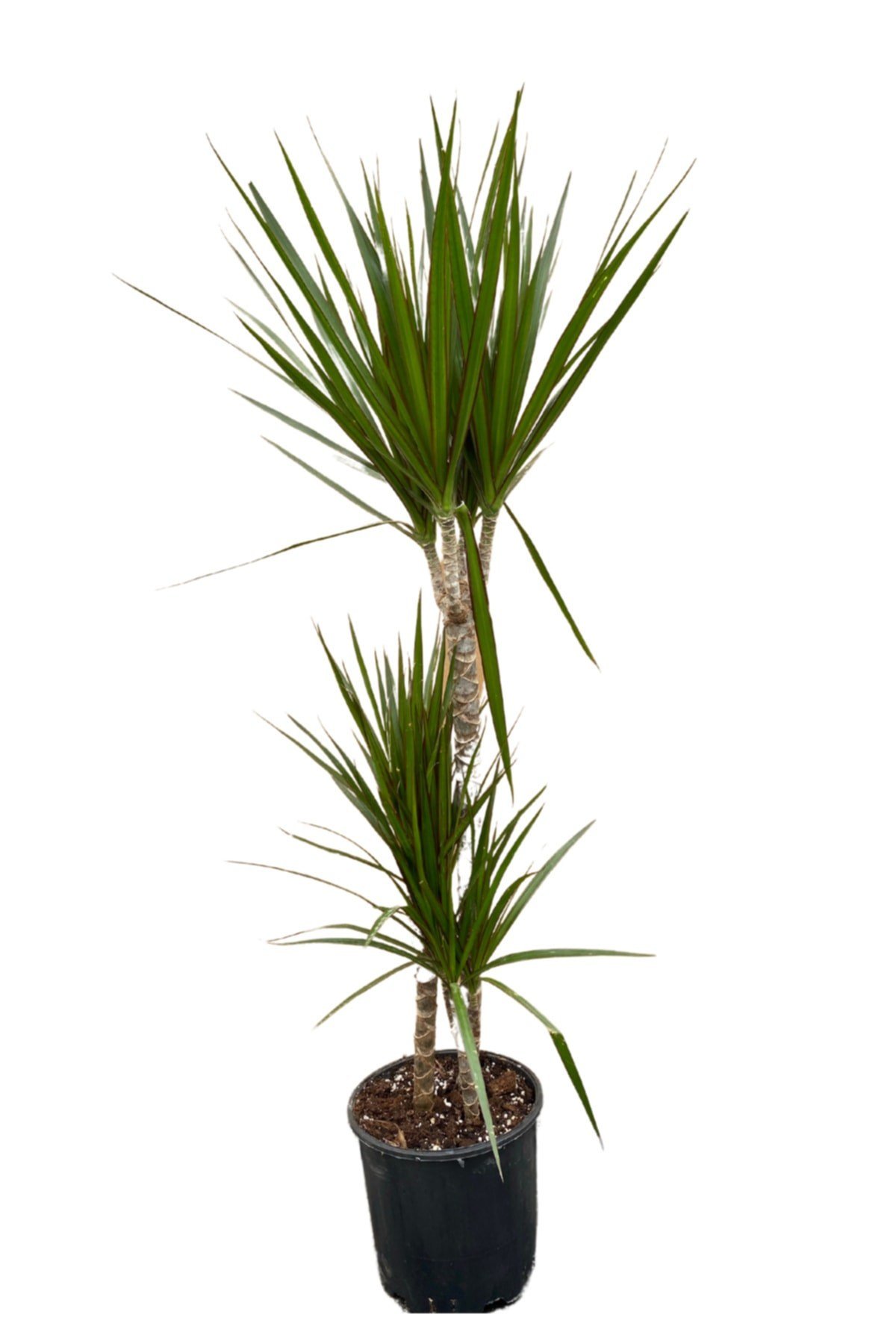 Marginata Dracena 3’lü Dikim 80-100cm