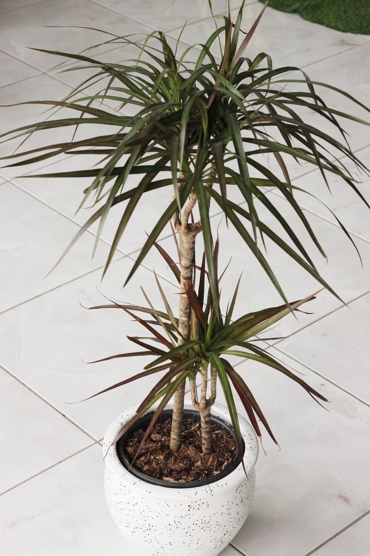 Marginata ( Madagaskar Dragon Ağacı )