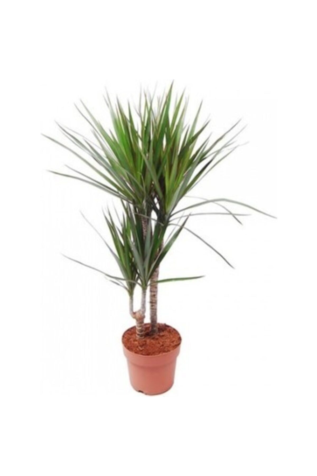 Marginata Salon Bitkisi