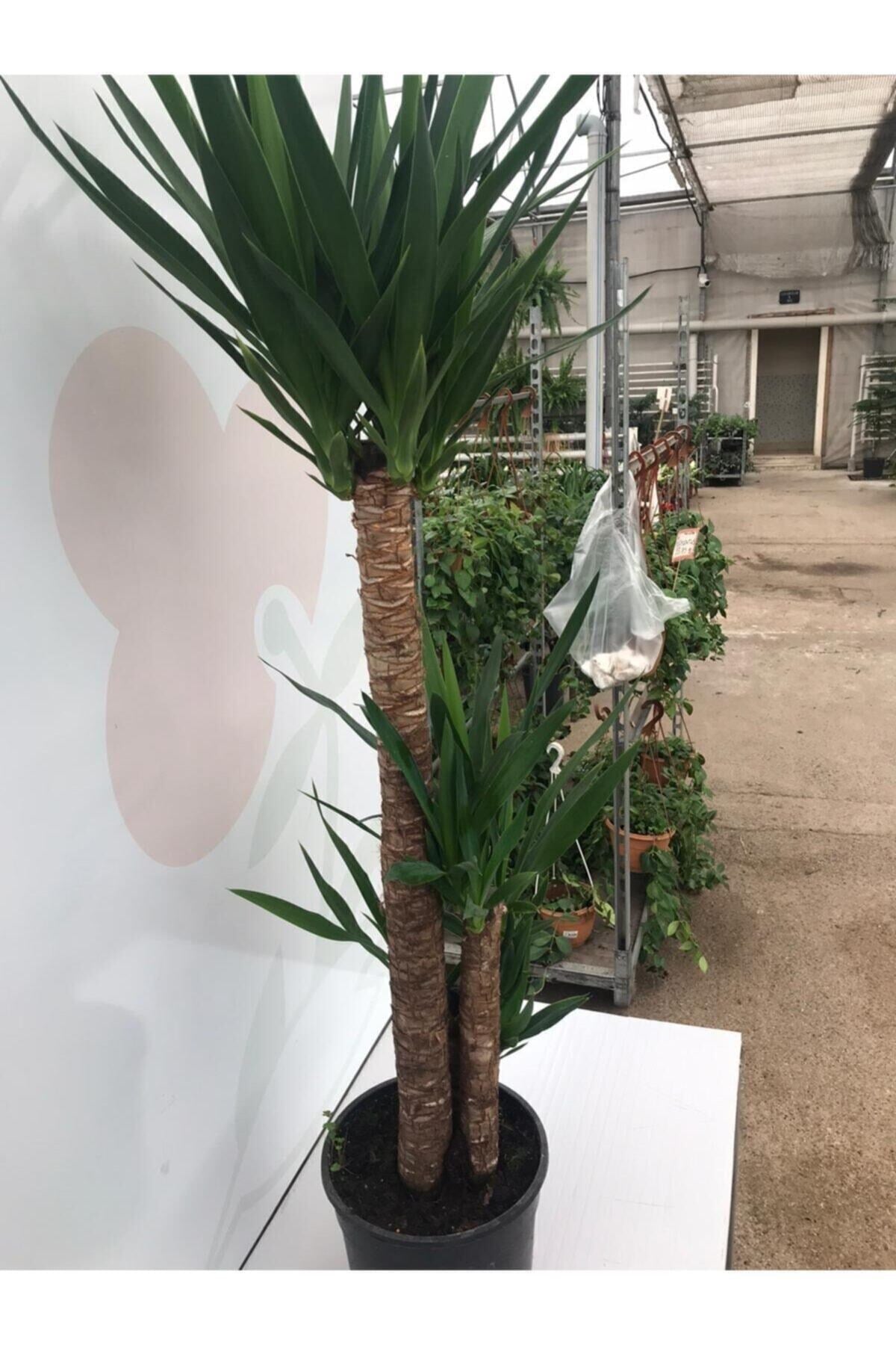 Massyucca Yuka 3 Lü - Ev Ofis Çiçeği