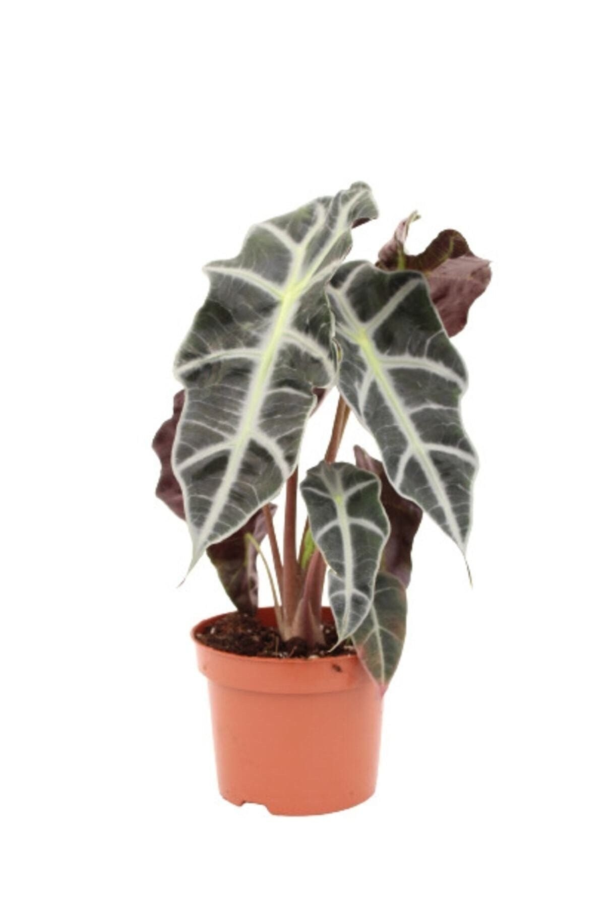 Melek Kanadı Çiçeği Fil Kulağı Alocasia Amazonica Iç Mekan Canlı Ofis Ev Salon Bitkisi