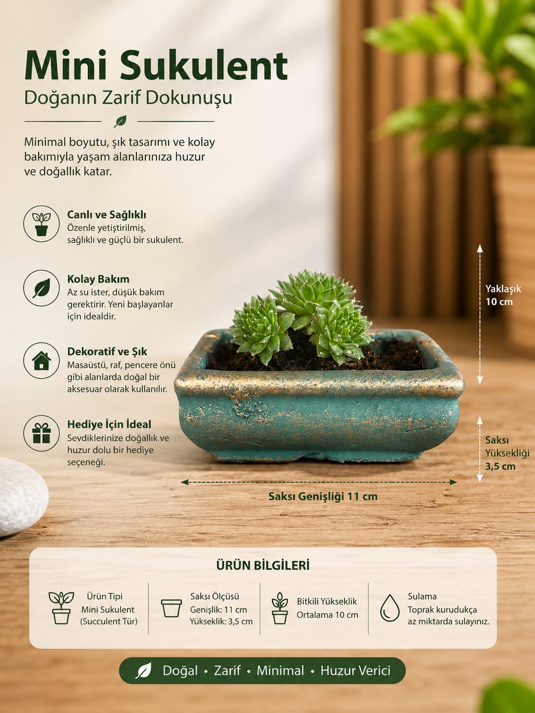 Mini Sempervivum Sukulent – Dekoratif Seramik Saksılı Canlı Bitki