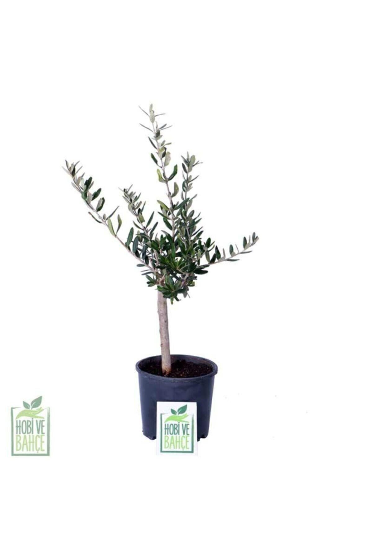 Mini Zeytin Ağacı - Olea Ssp - Bitki Boyu 40 cm
