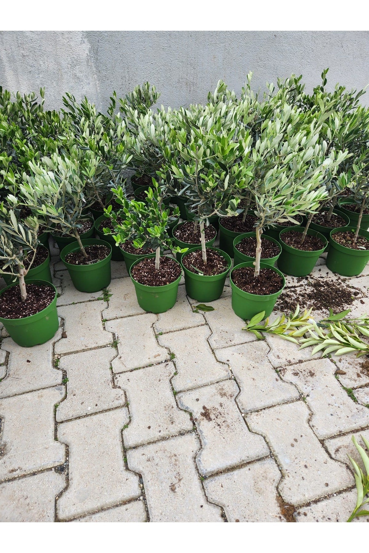 Mini zeytin fidanı