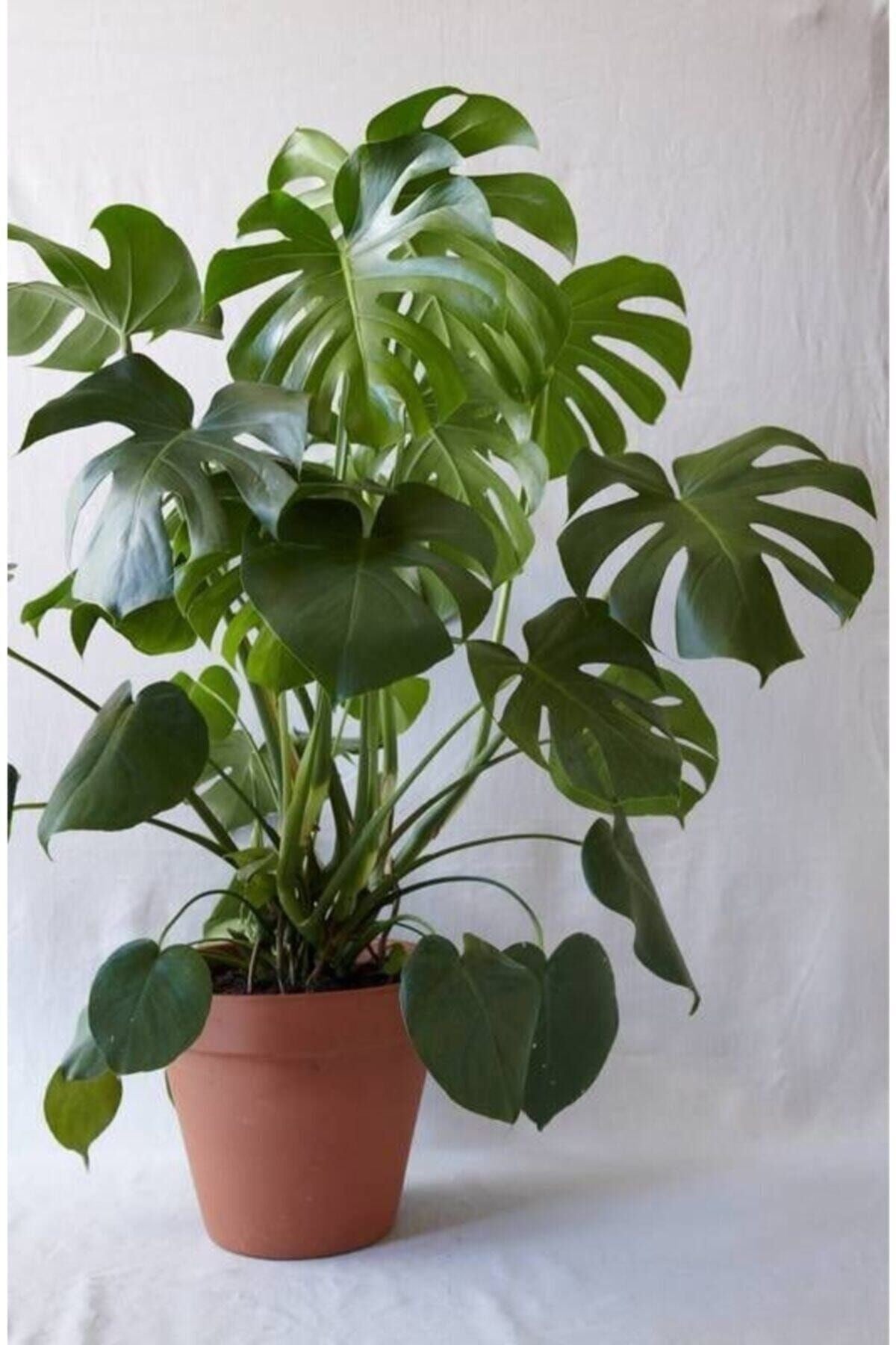 Monstera-devetabanı (75-80 Cm)