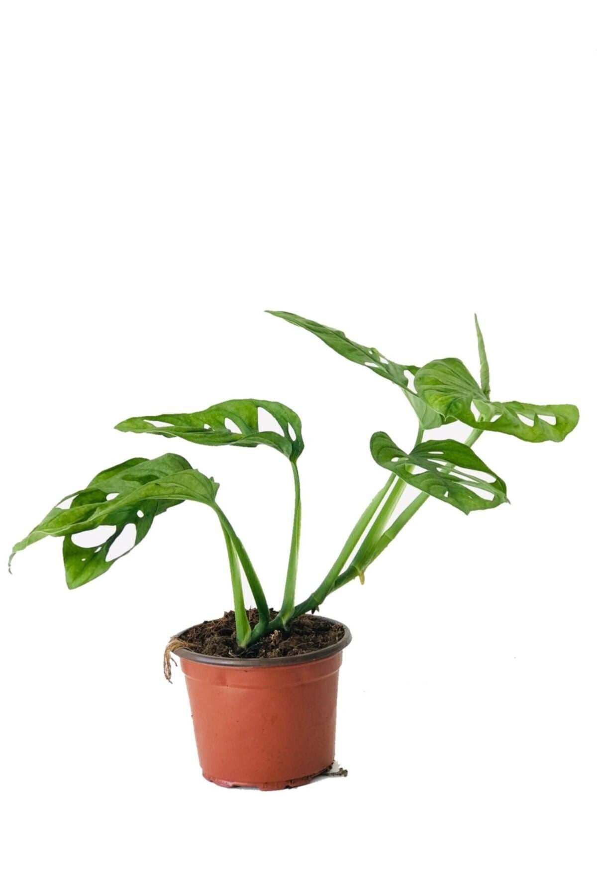 Monstera Monkey, Adansonii Monstera, Delikli Monstera, Deve Tabanı