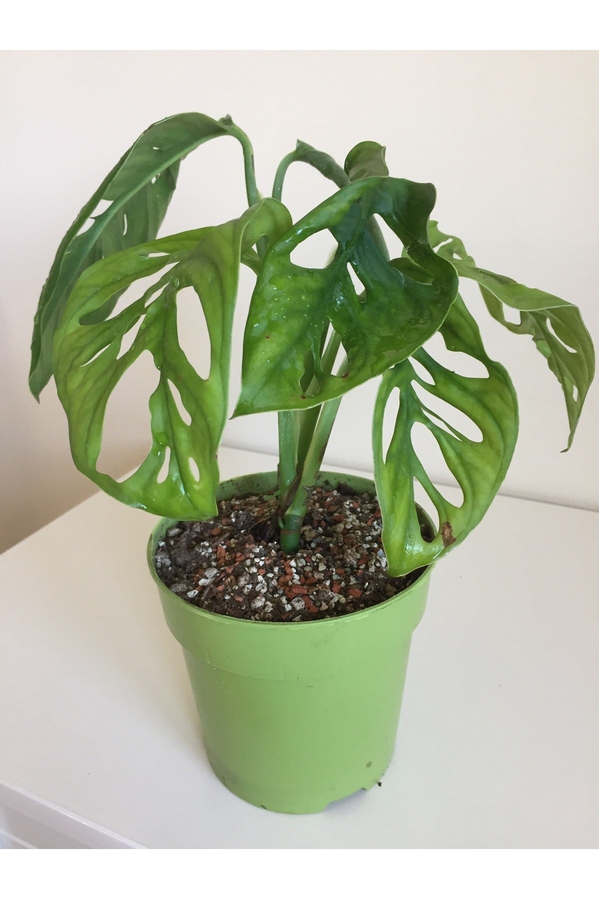 Monstera Monkey Mask Adansonii - Sarmaşık Deve Tabanı