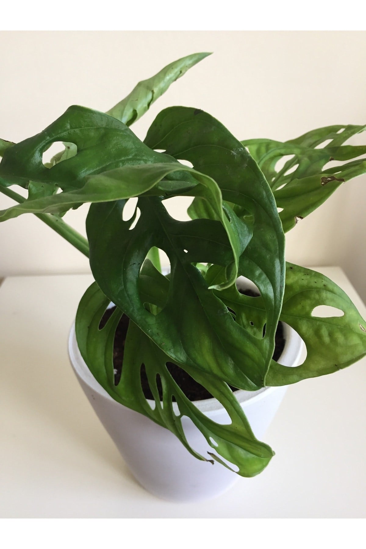 Monstera Monkey Mask Adansonii - Sarmaşık Deve Tabanı