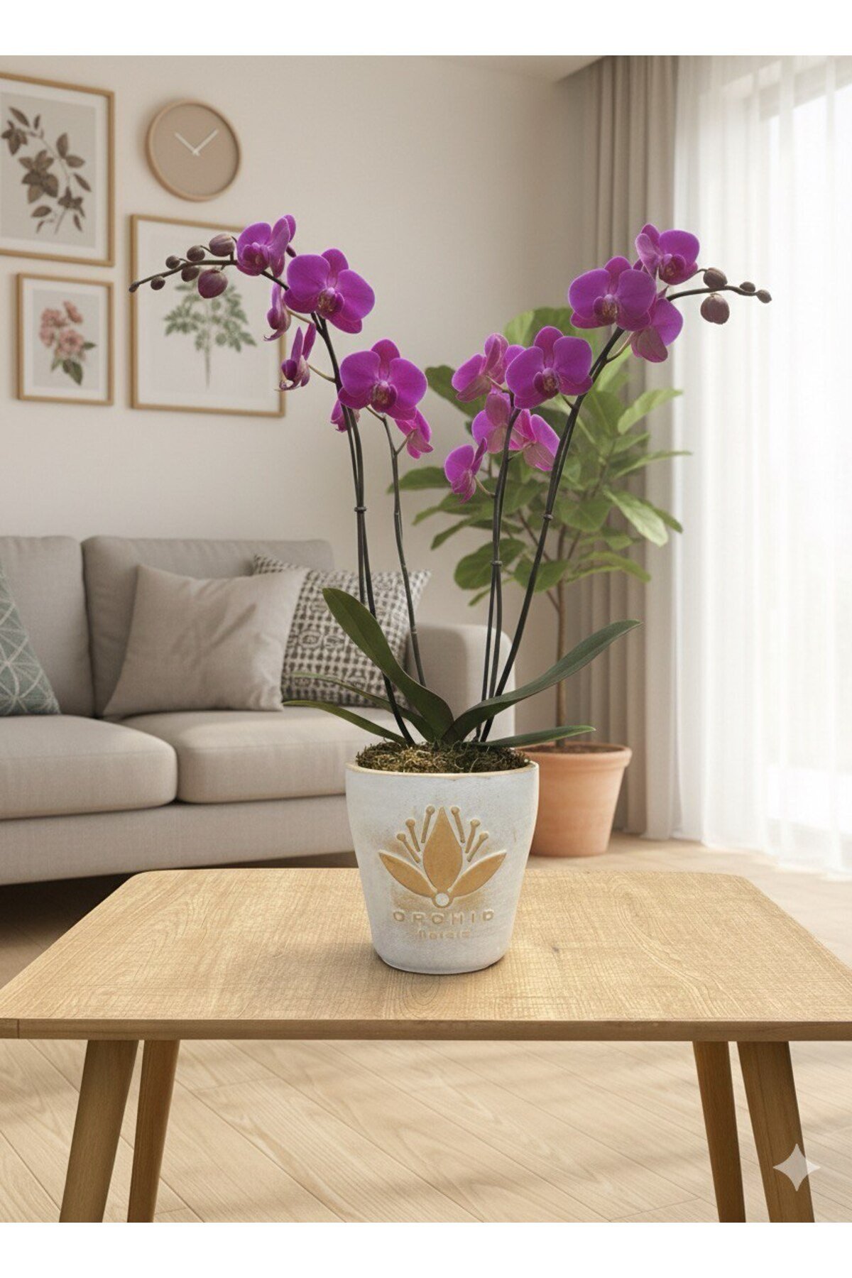 Mor Orkide ve Altın Lotus Saksı