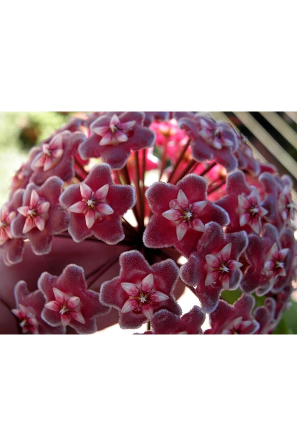 Mum Çiçeği Hoya /kırmızı 10-15cm
