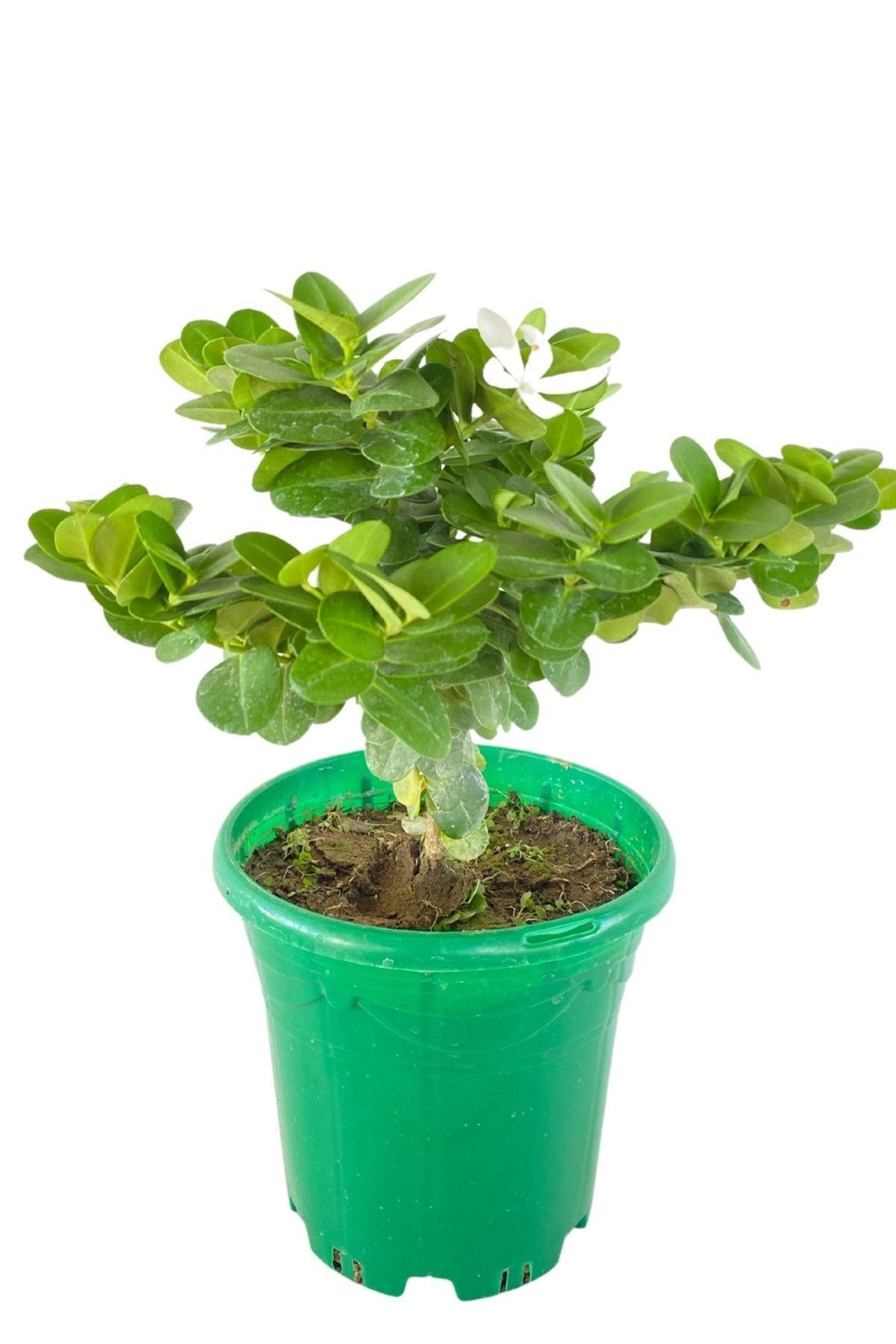 Natal Eriği Carissa Macrocarpa 2 Litrelik Saksıda