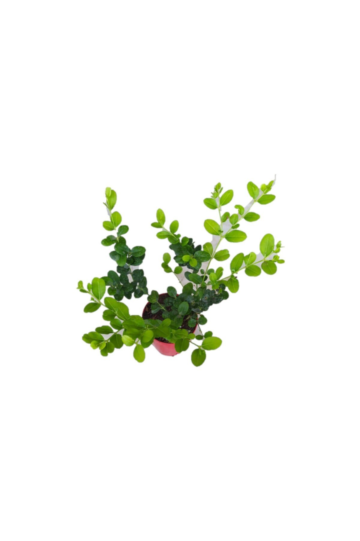 Natal Eriği Fidanı 20/40 Cm Arası Fidanlar