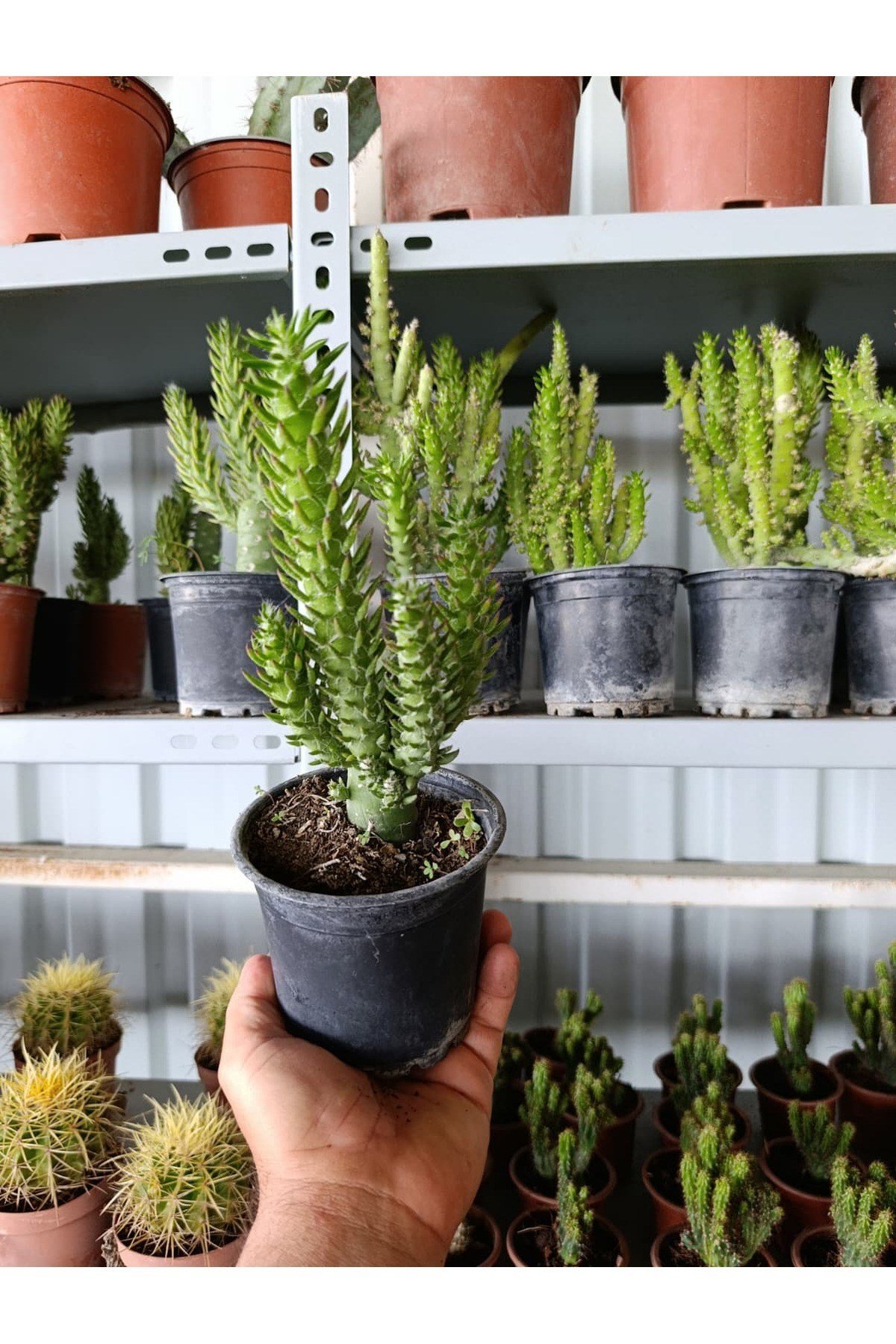 Opuntia Subulata Kaktüs Büyük Boy 10,5cm Saksıda
