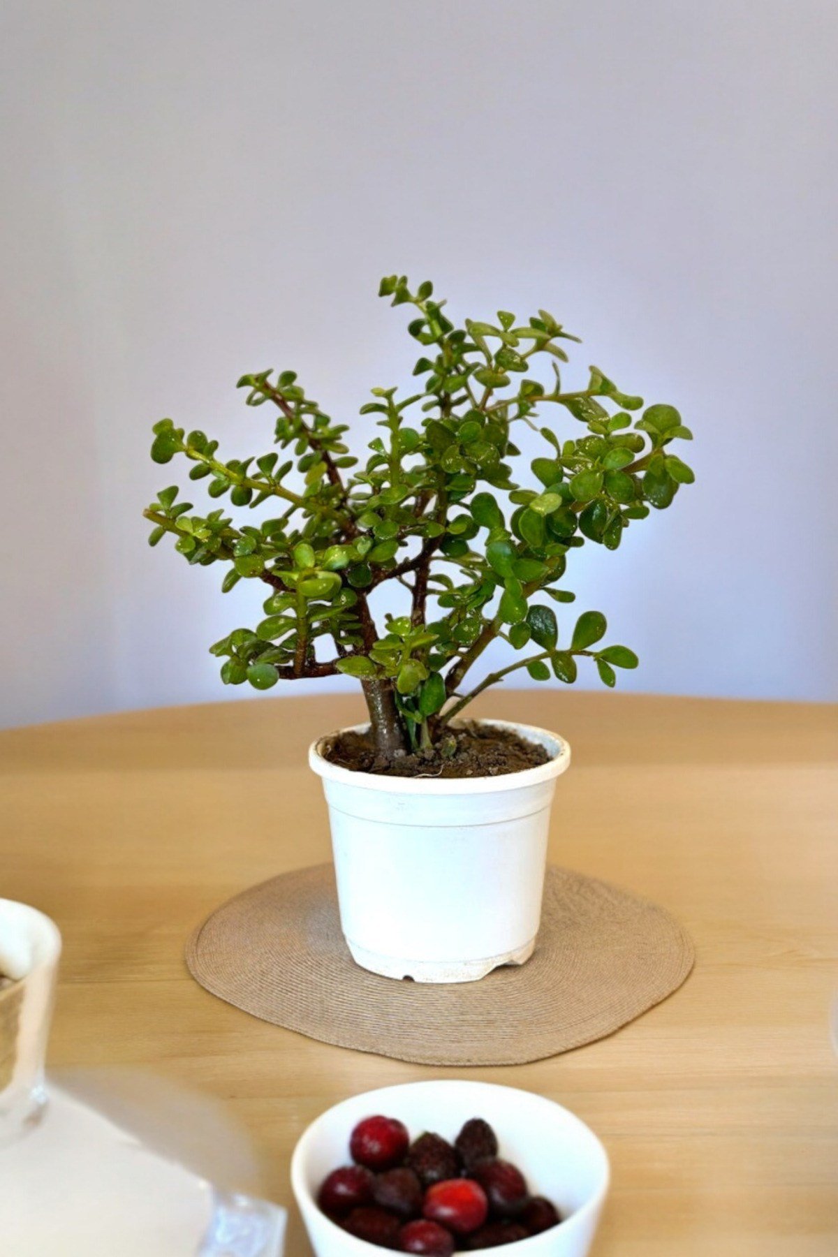 Orta Boy Para Bonsai Para Çiçeği 12 cm saksıda