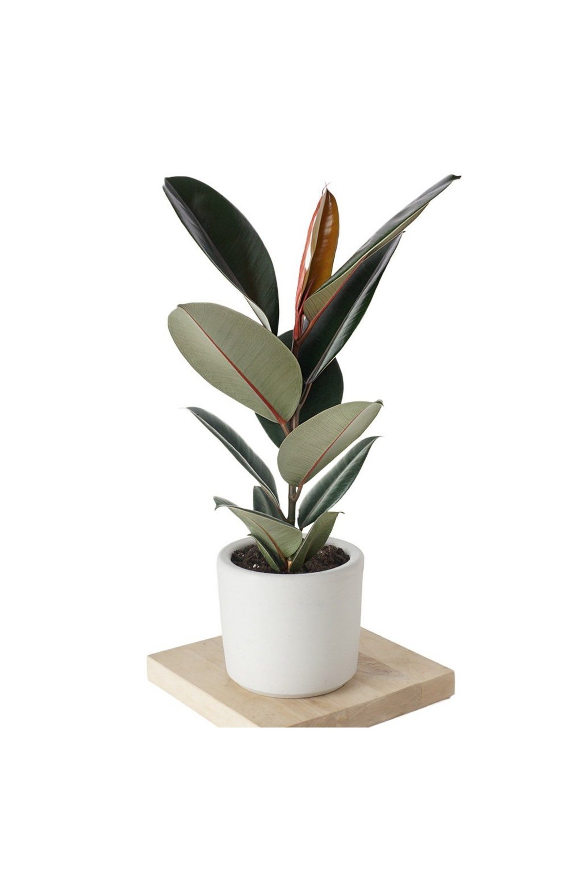 Özel Beyaz Saksda Ficus Elastica (Kauçuk Bitkisi) Large